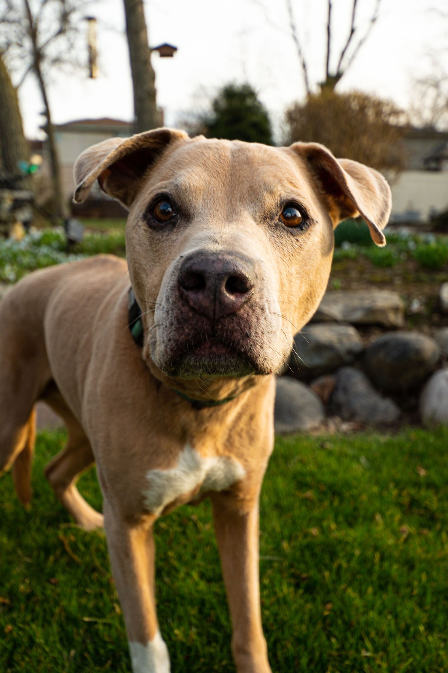 Close-up portraits of a tan pit bull type dog showing different facial expressions while standing in green grass.