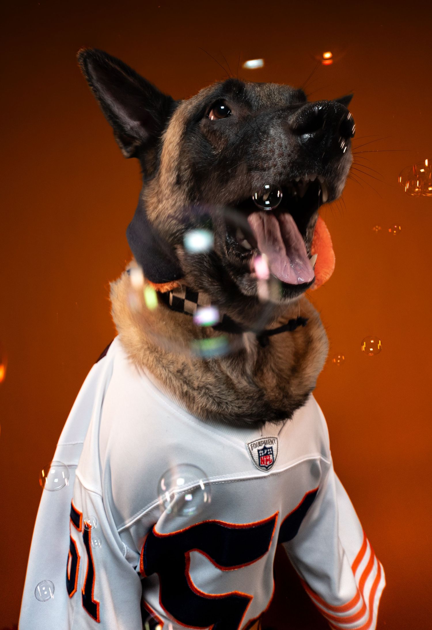 Belgian Malinois dog wearing an NFL jersey with mouth open catching bubbles against orange background.
