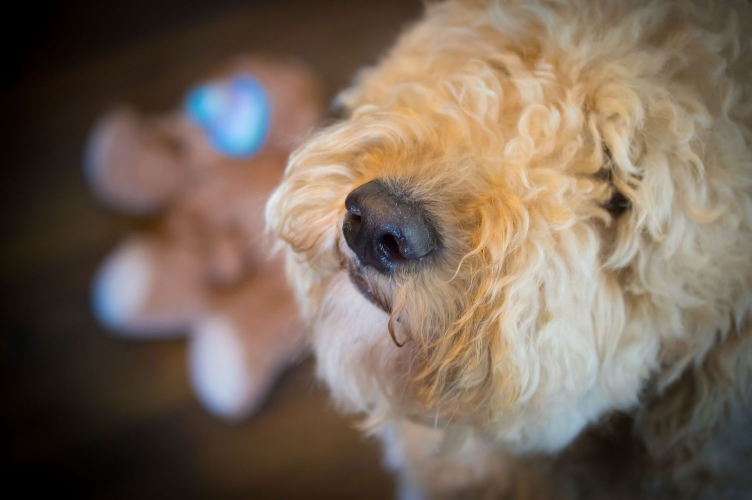 Close-up portrait of a goldendoodle dog's fluffy face and nose.