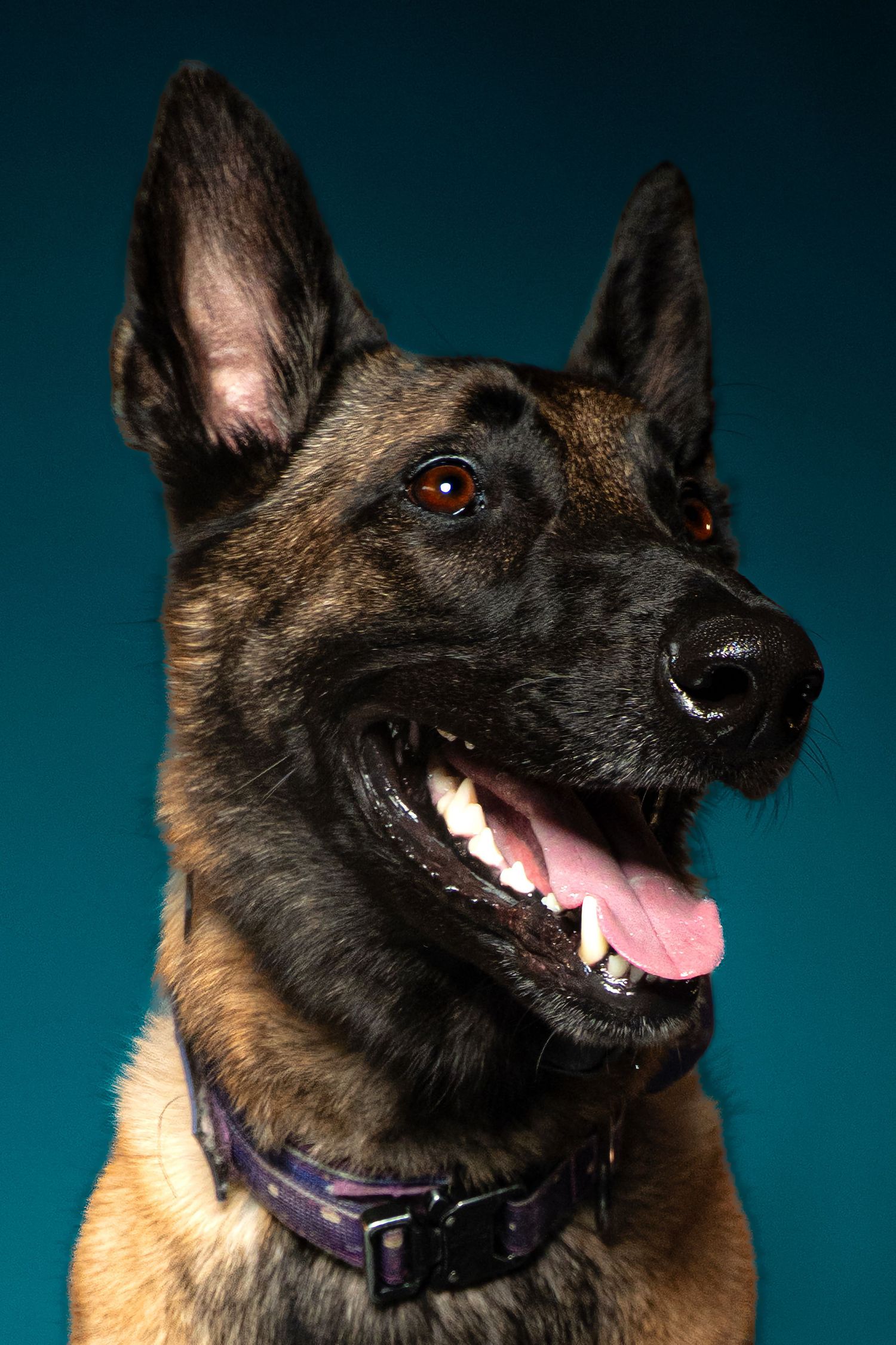 Alert Belgian Malinois dog with mouth open and tongue out wearing a purple collar against teal background.