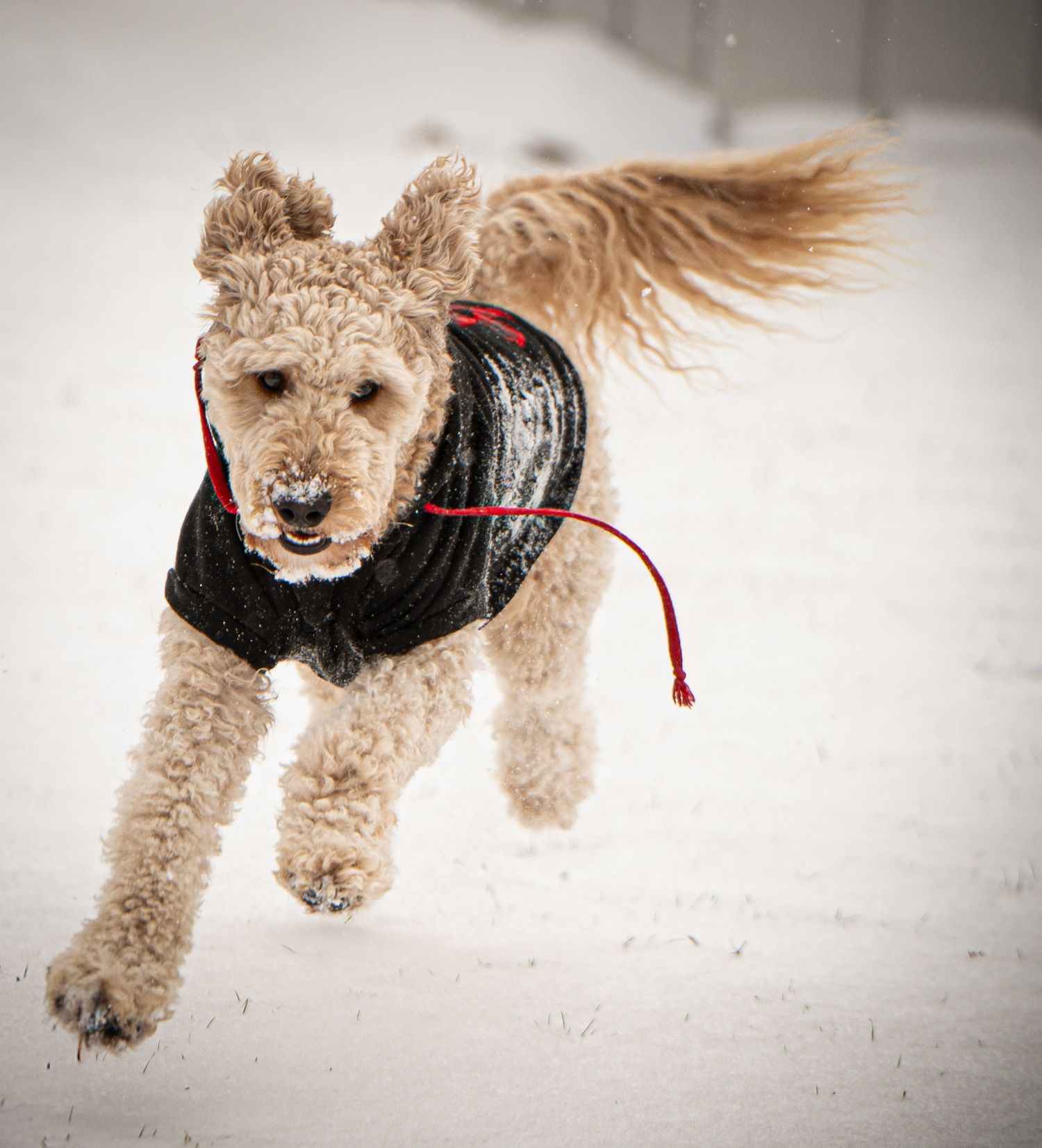 Energetic Airedale terrier running and playing in the snow with a red leash trailing behind.