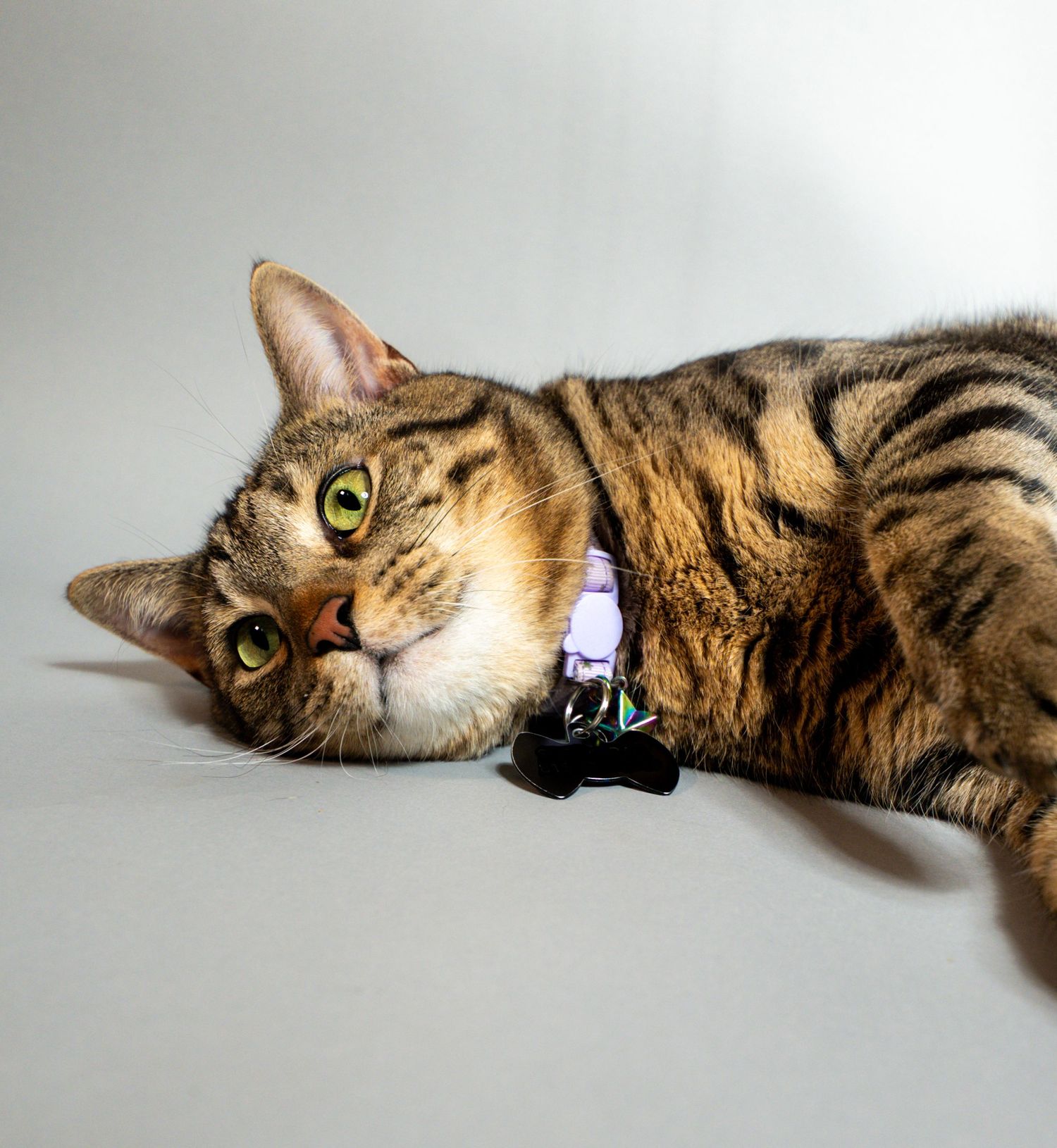 A striped tabby cat with green eyes wearing a black bow tie collar, lying on its side against a gray background.