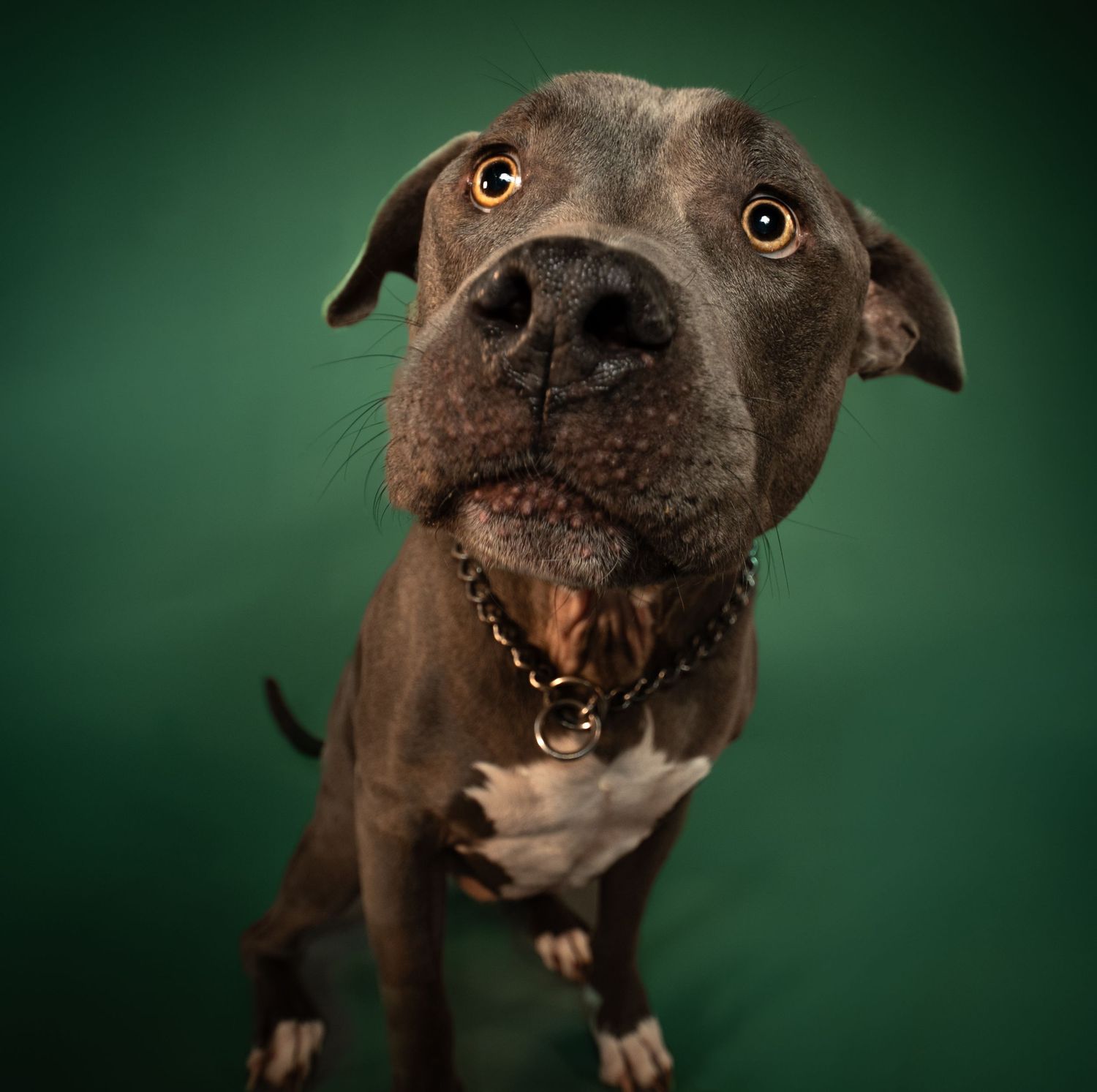 Close-up portrait of brown pit bull with expressive eyes against green background.