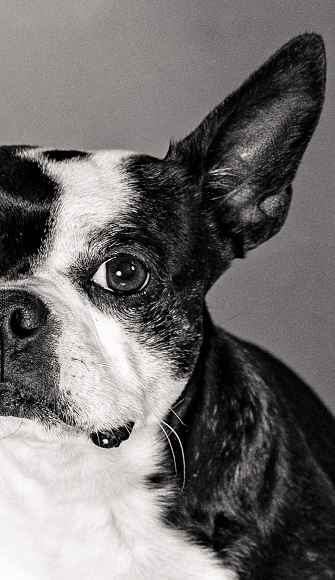 Close-up black and white portrait of a Rat Terrier dog's face showing one alert eye and pointed ear.
