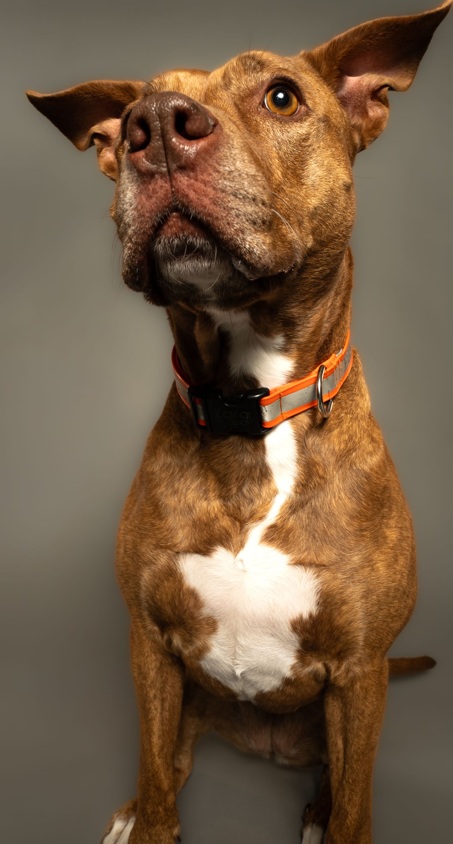 Close-up portrait of an alert brown pit bull mix dog wearing an orange collar against a gray background.