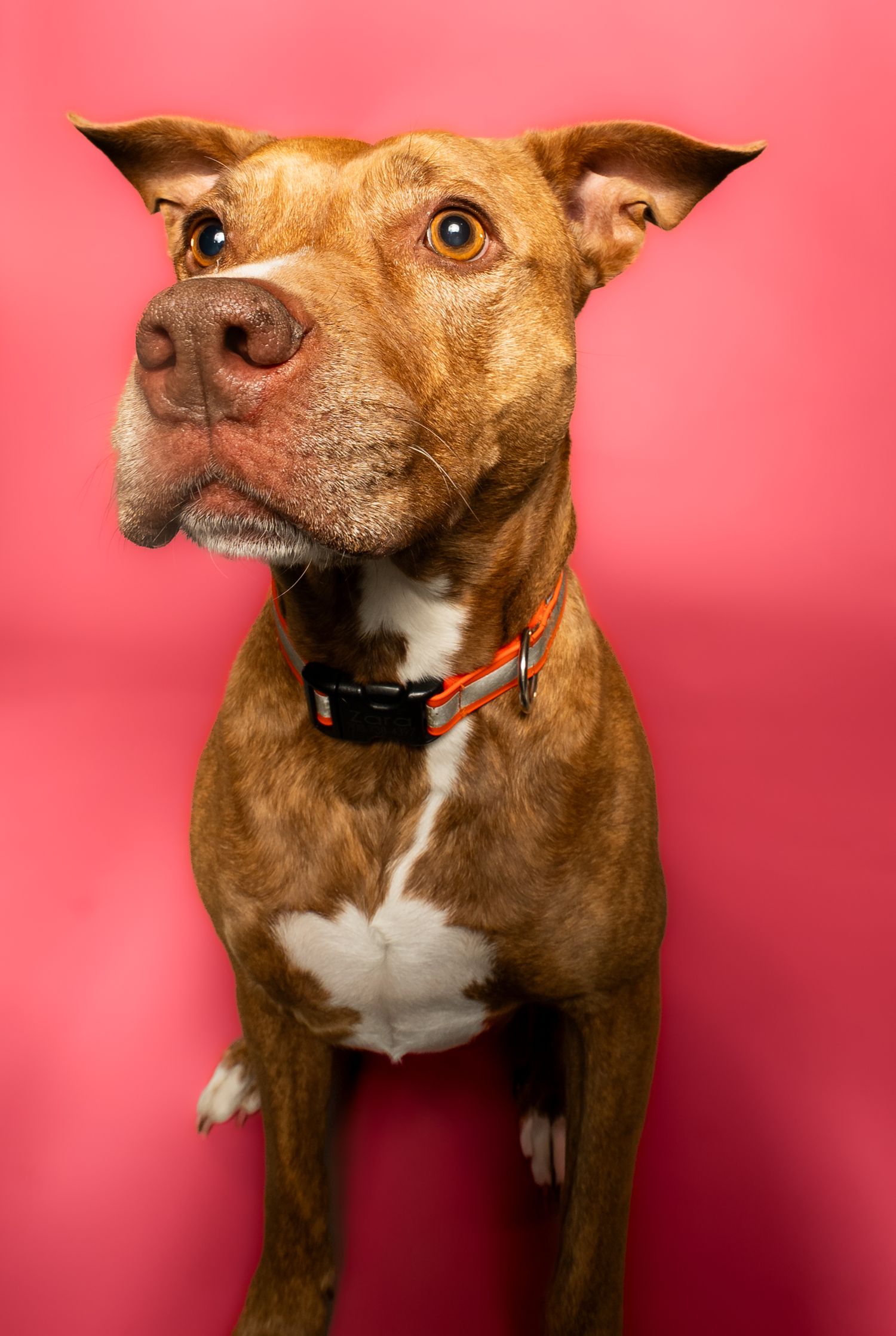 A brown and white pit bull terrier photographed in five different poses against a pink background.