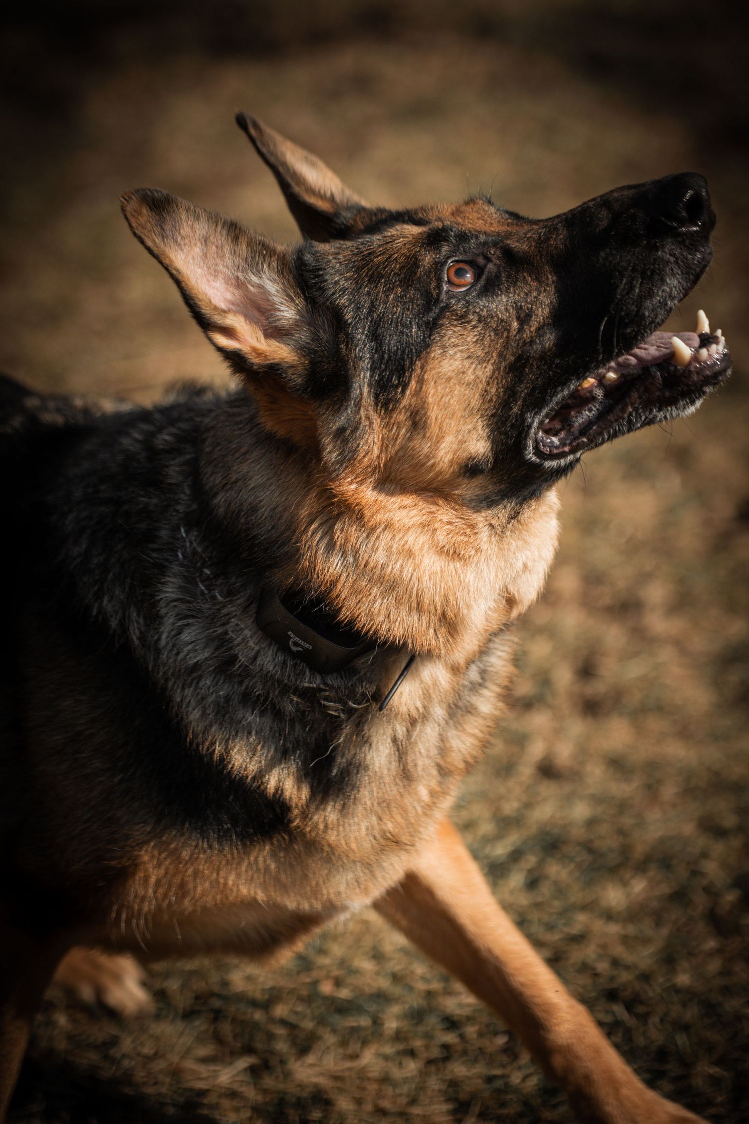 Close-up sequence of German Shepherd dog with focused expression catching something in its mouth.