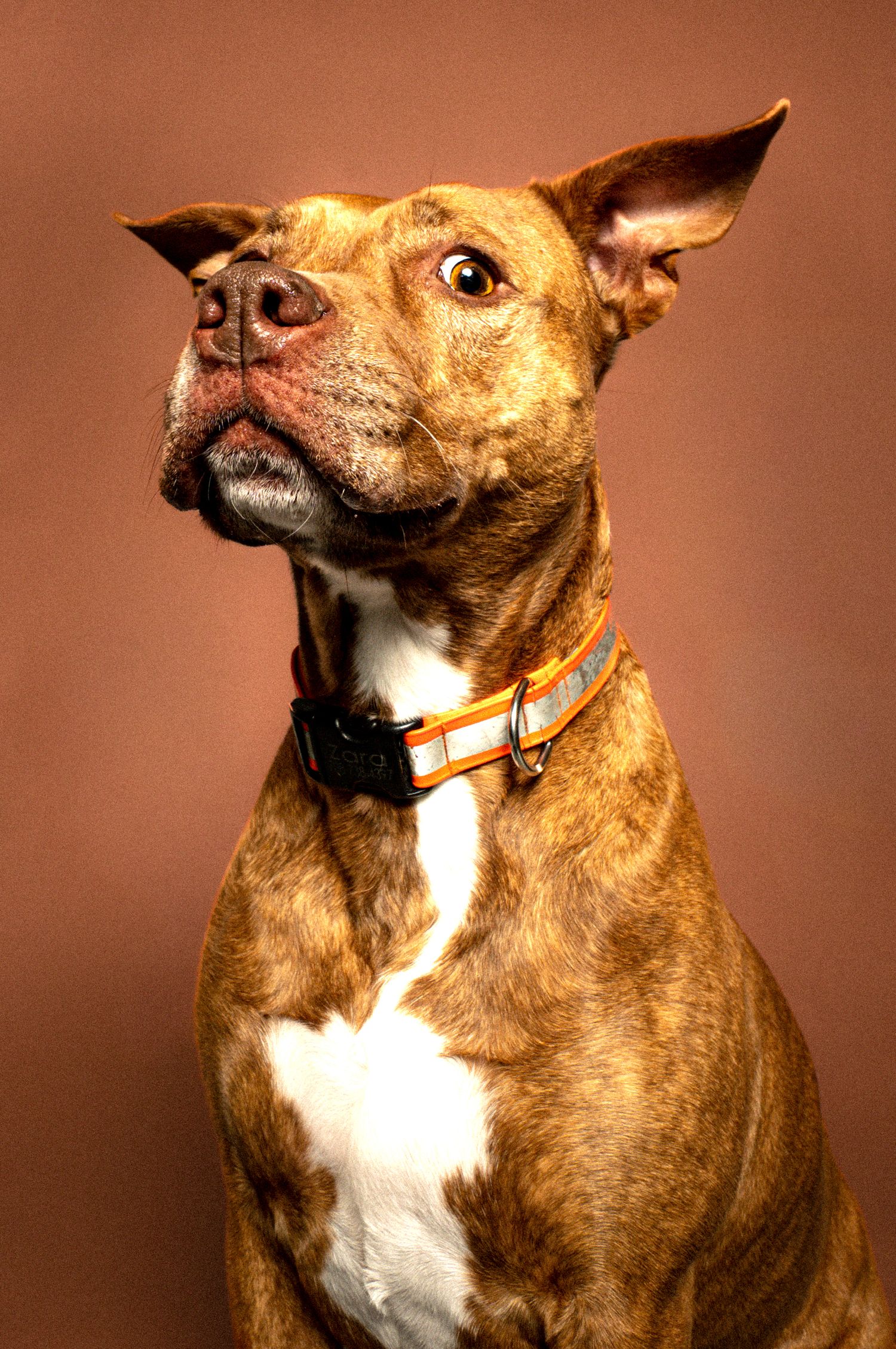Close-up portraits of a brown and white pit bull type dog showing various facial expressions against a warm background.