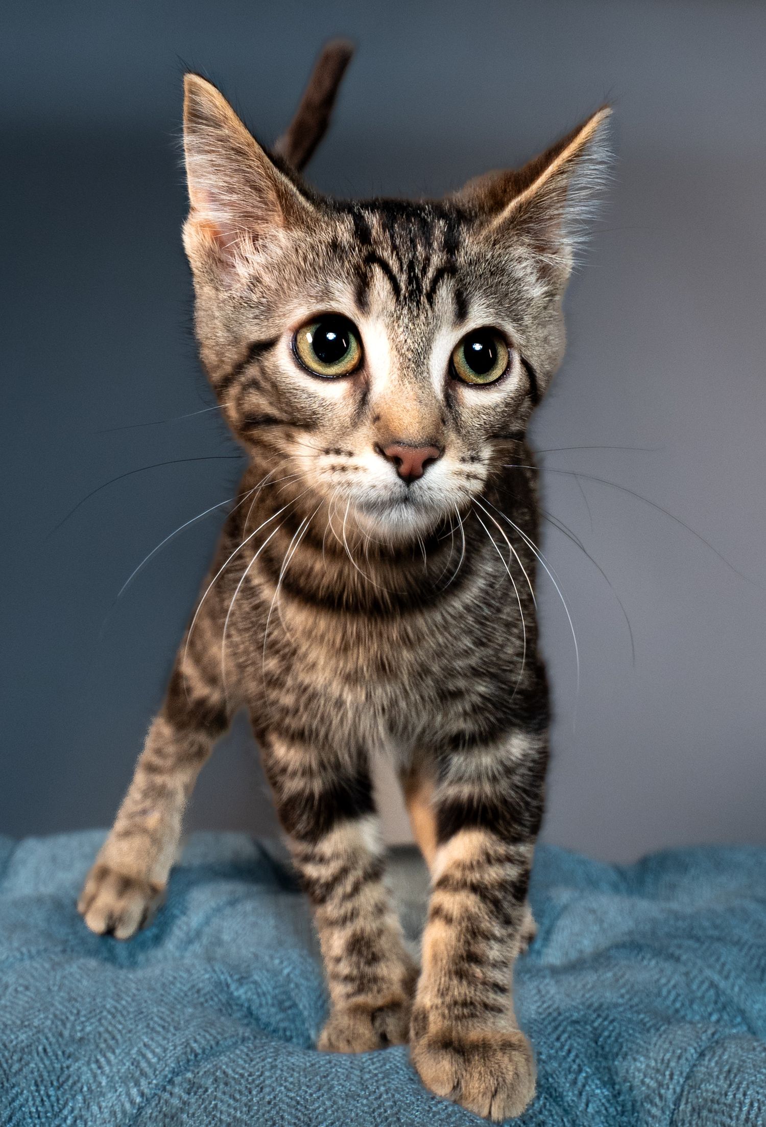 A series of four photos showing a curious tabby kitten exploring a blue textured surface from different angles.