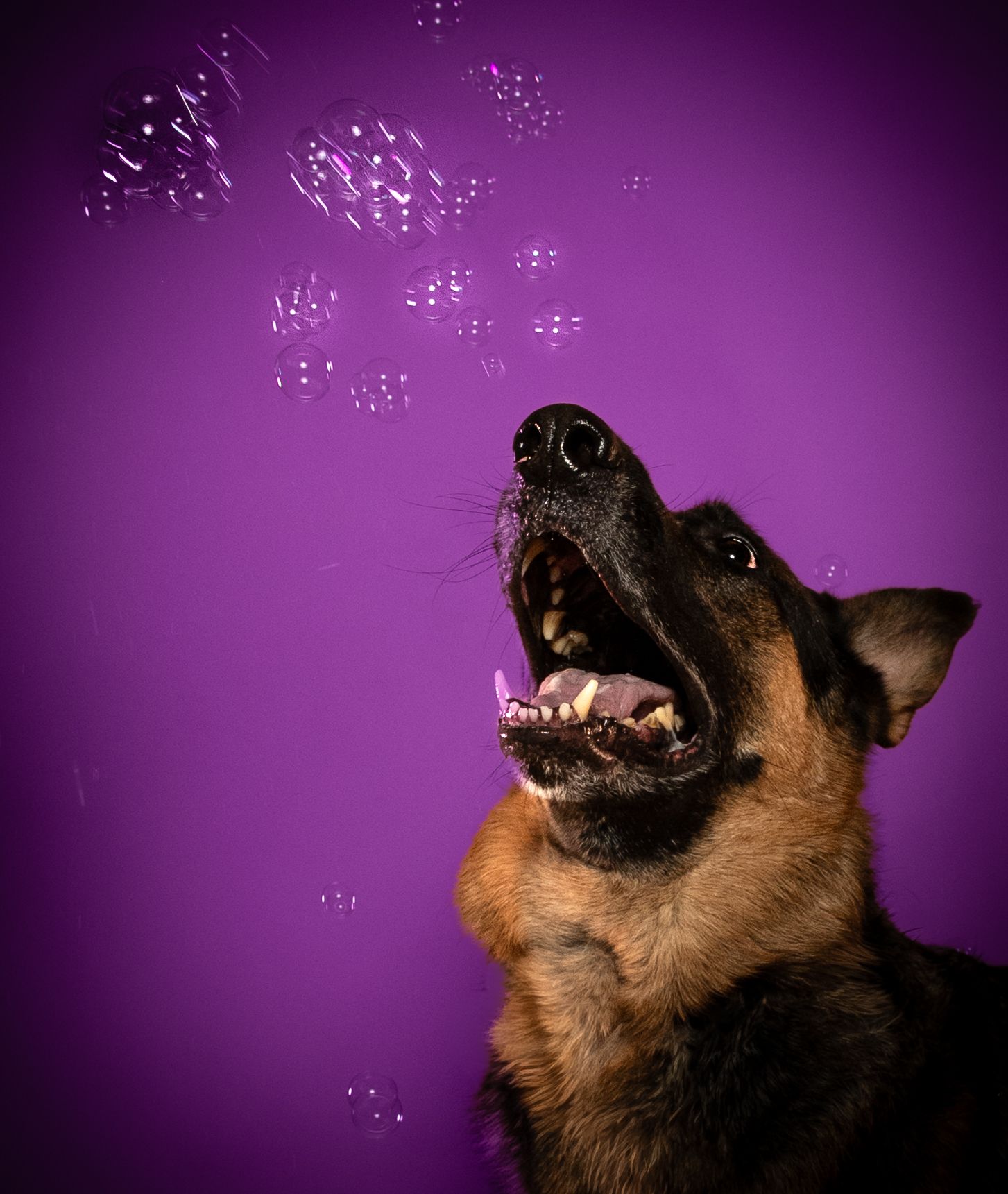 German Shepherd dog with open mouth showing teeth against purple background in progressive motion sequence.