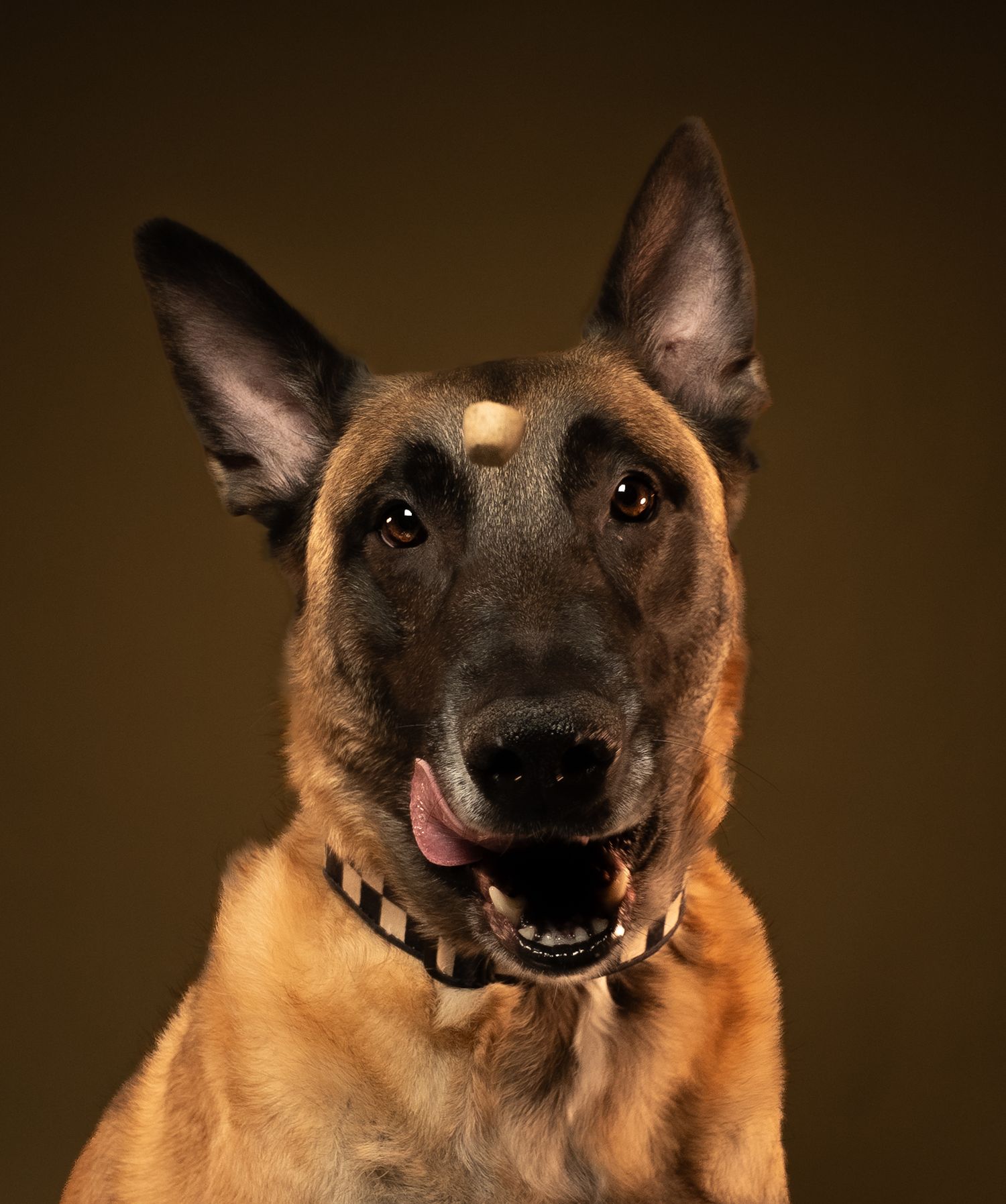 A Belgian Malinois dog shows a range of happy expressions with tongue out and bright eyes in a series of headshots.