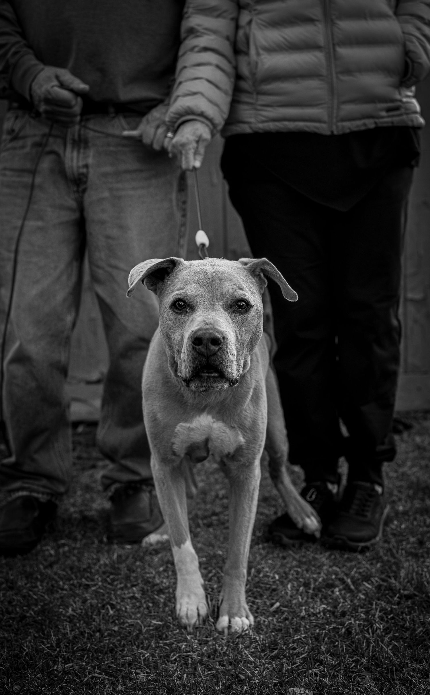 Black and white photo series of a dog standing in grass showing different angles and expressions.