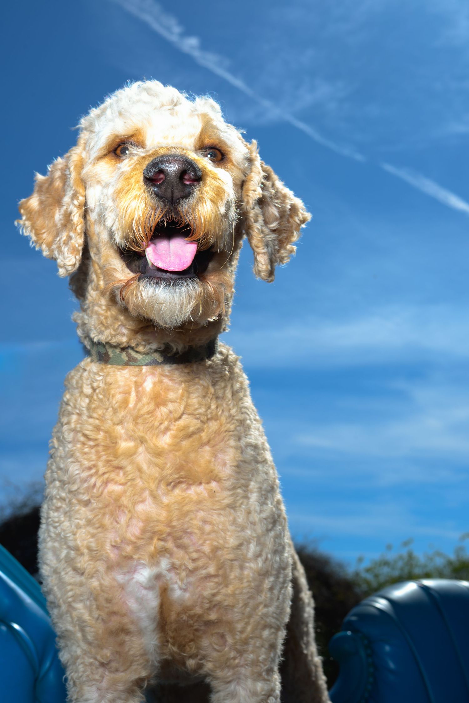 Happy golden Labradoodle dog sitting outdoors with tongue out against a bright blue sky.
