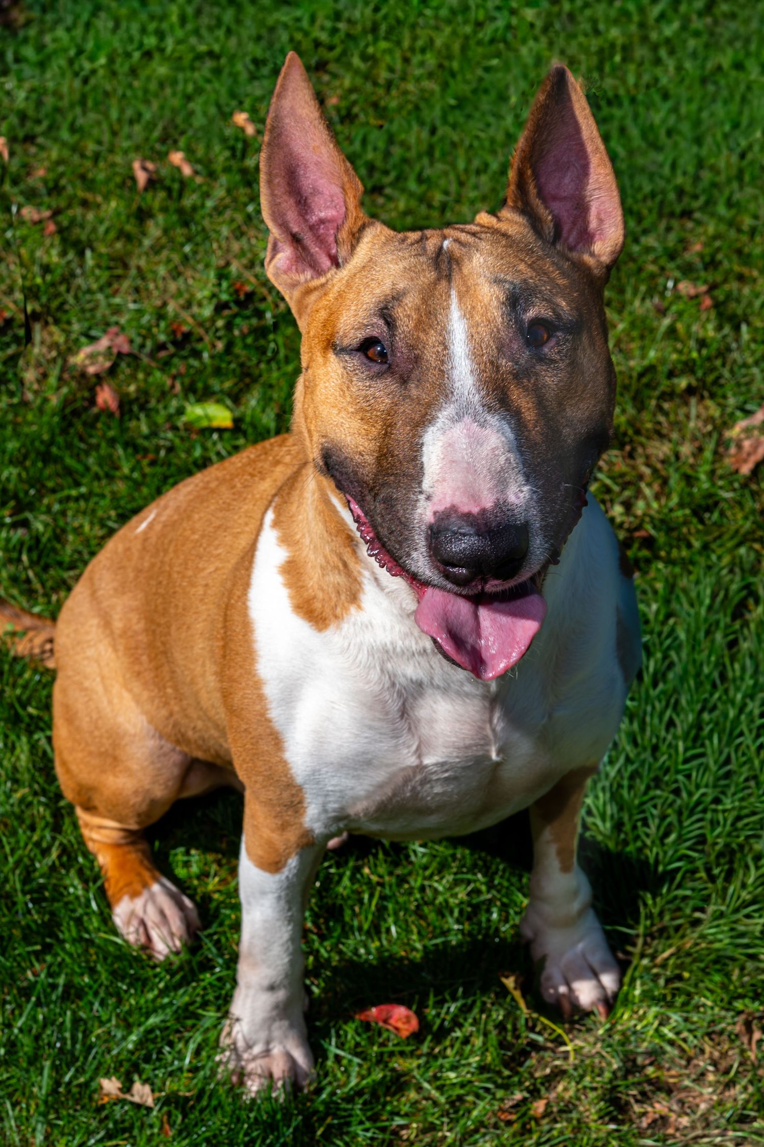 Red and white Bull Terrier with upright ears sits on green grass with its tongue out, looking at the camera on a sunny day.