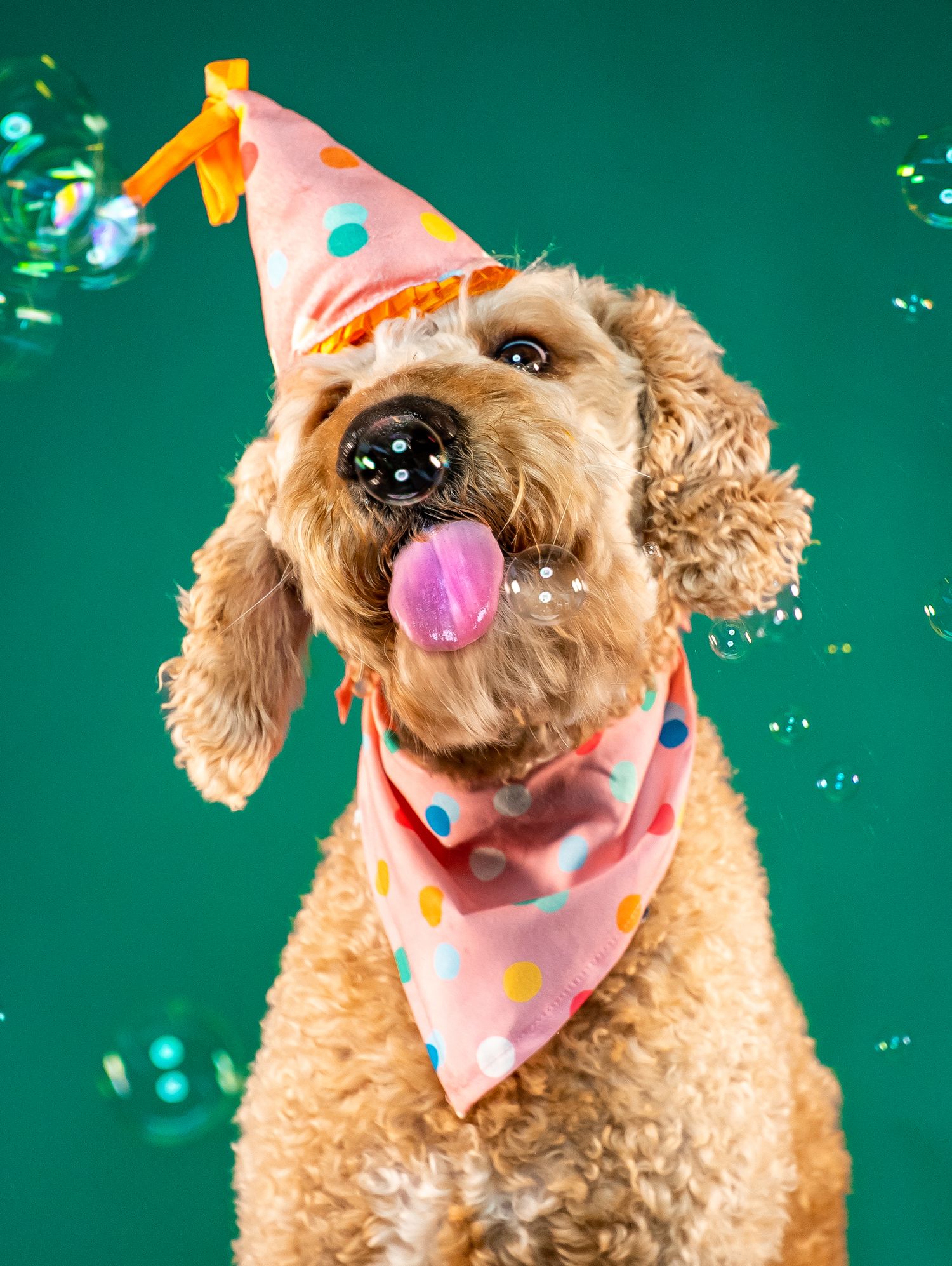 A happy goldendoodle dog wearing a pink polka dot party hat and bandana with bubbles on a green background.