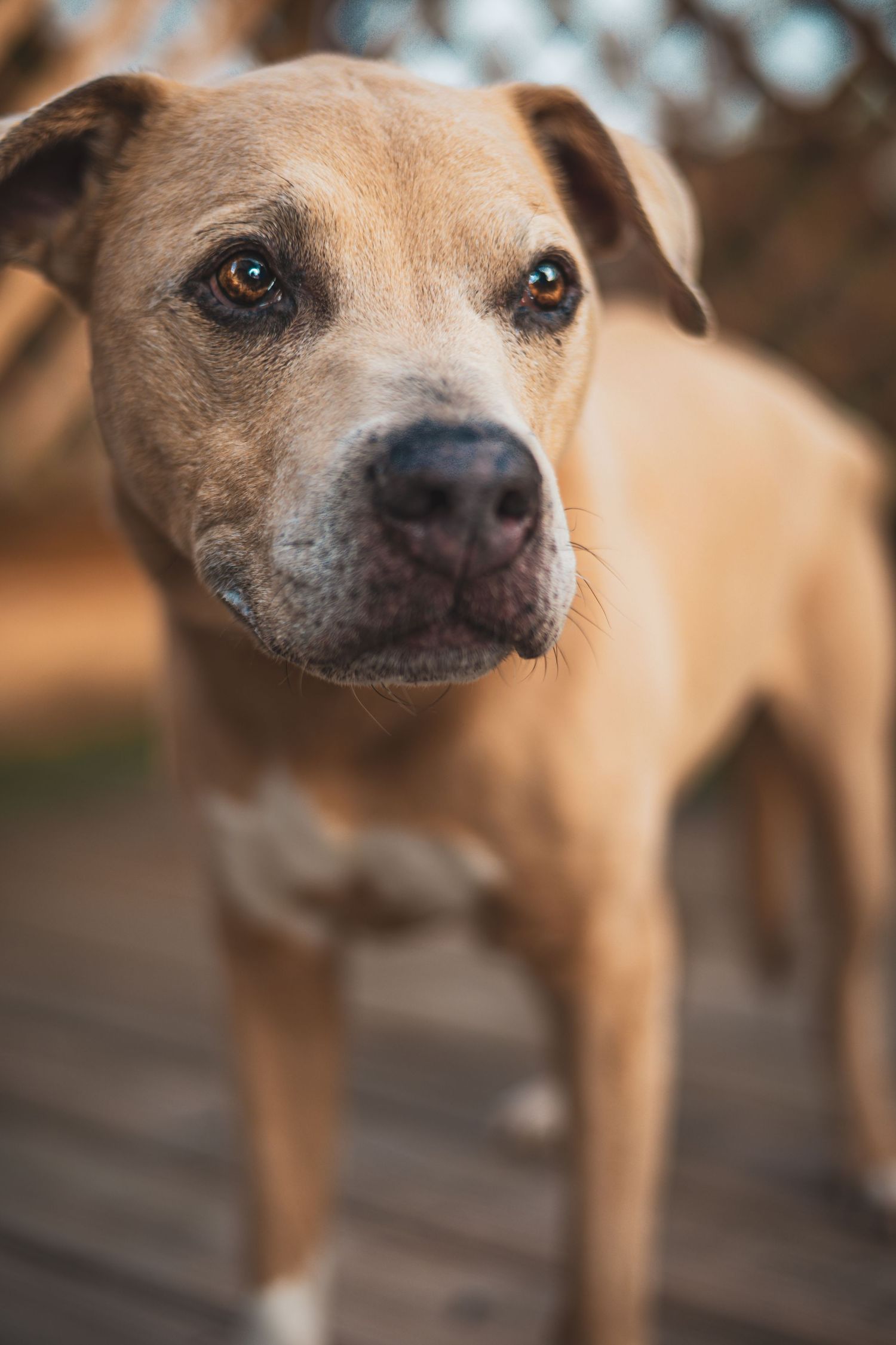 Portrait of a tan dog with gentle eyes and alert ears against a blurred background.