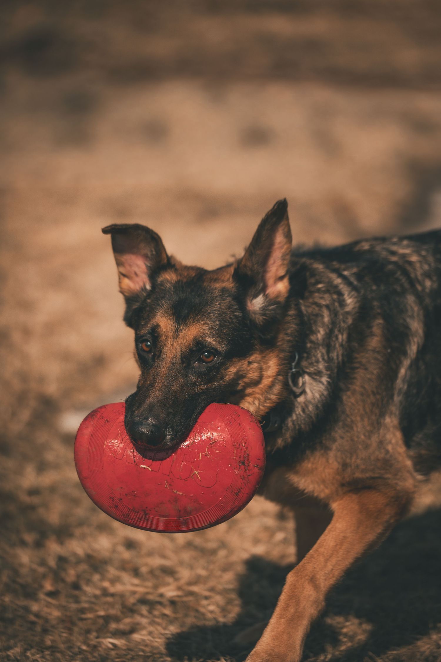 German Shepherd puppy plays with a large red rubber toy in a sequence of action shots on brown ground.