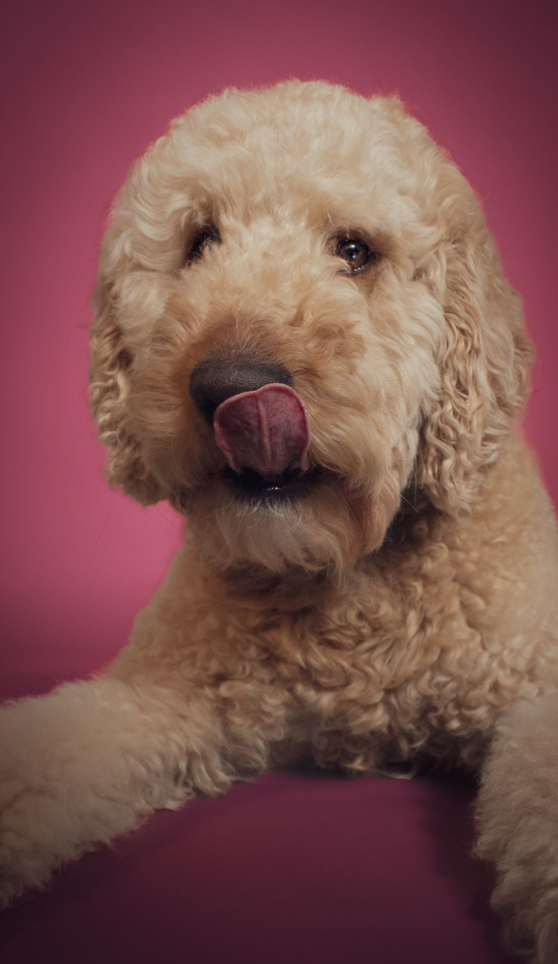 A series of close-up shots showing a fluffy goldendoodle dog's face with curly cream-colored fur against a burgundy background.