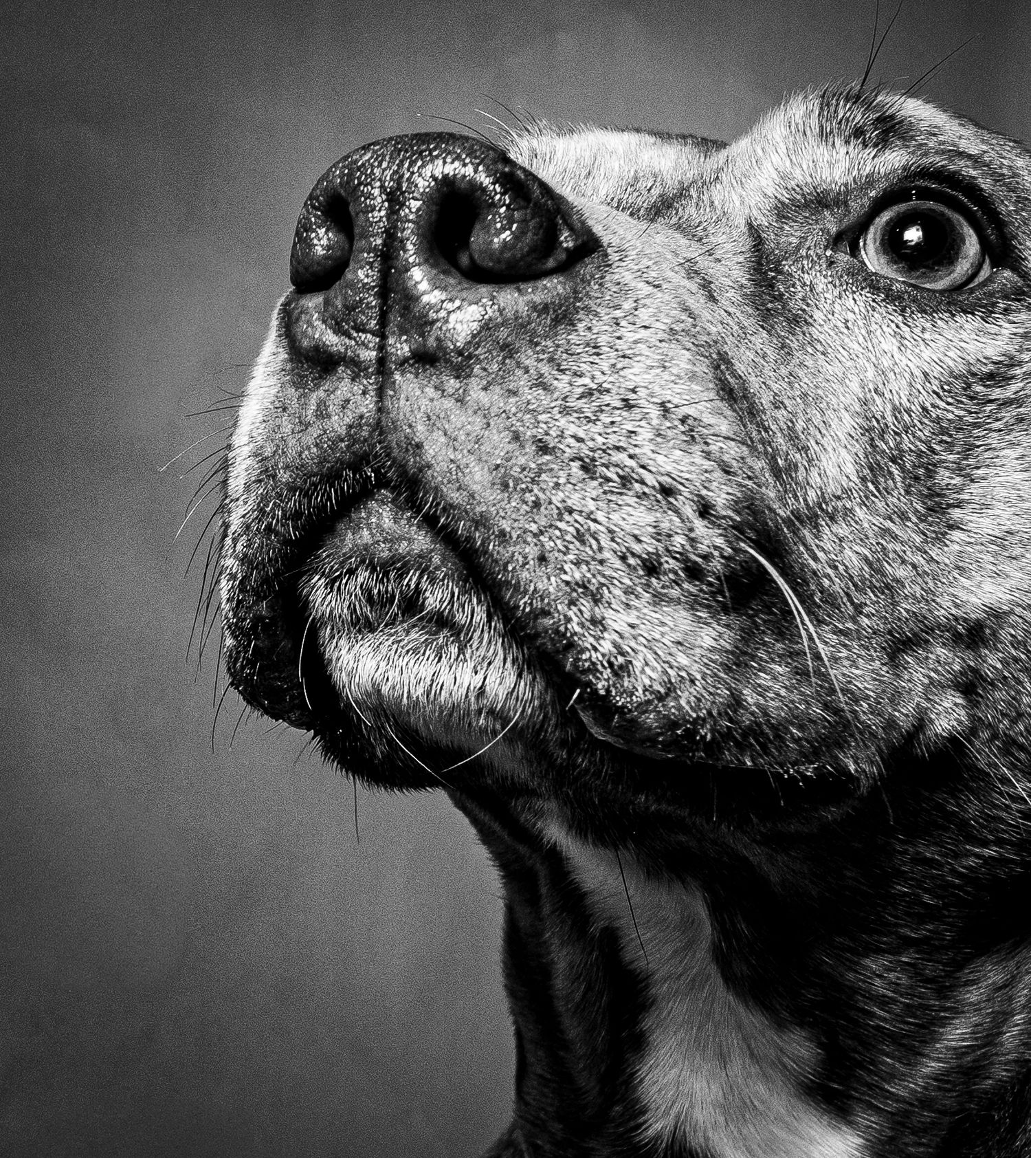 Black and white close-up profile shots of a pit bull's face showing different angles and expressions.