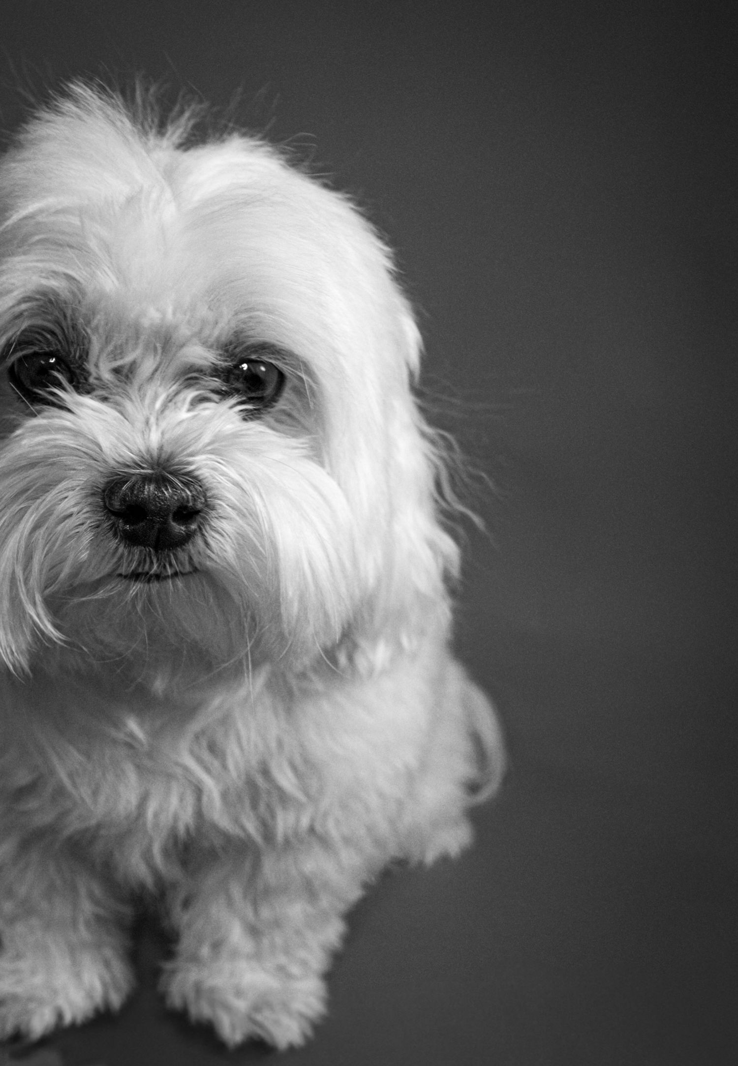 Black and white portrait of an adorable fluffy white Maltese puppy looking up with soulful dark eyes.