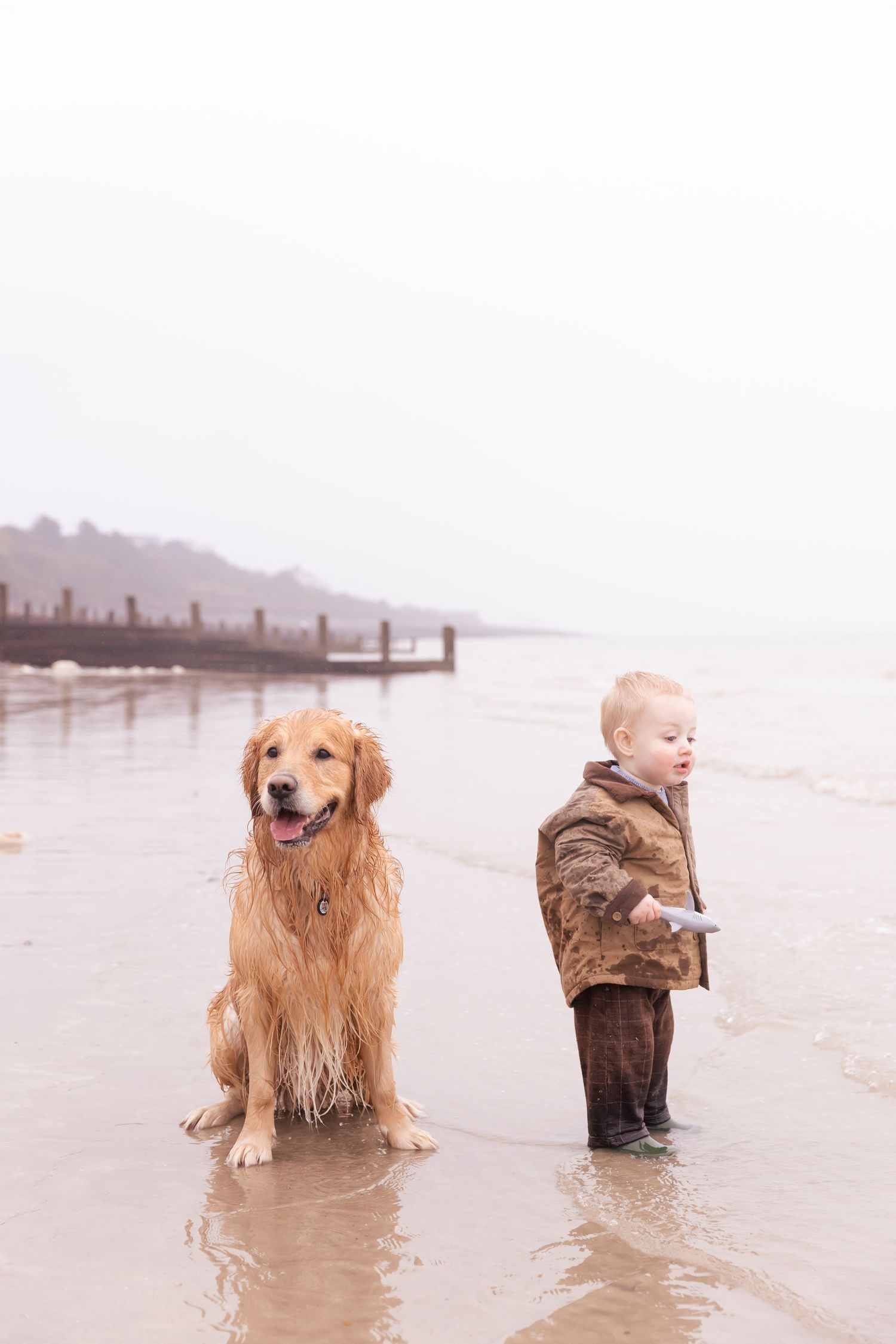 young boy splashing in the sea on eastbourne beach with golden retriever