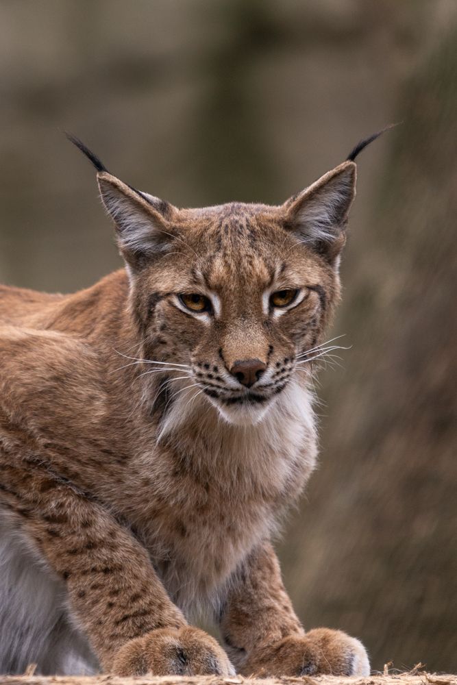 Lynx cat staring at the camera