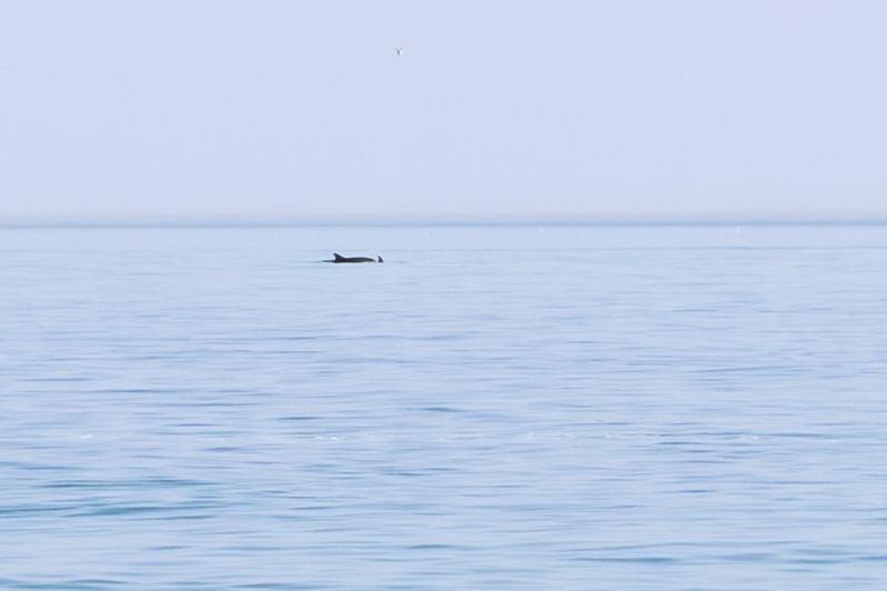 Dolphin photographed swimming off Eastbourne beach