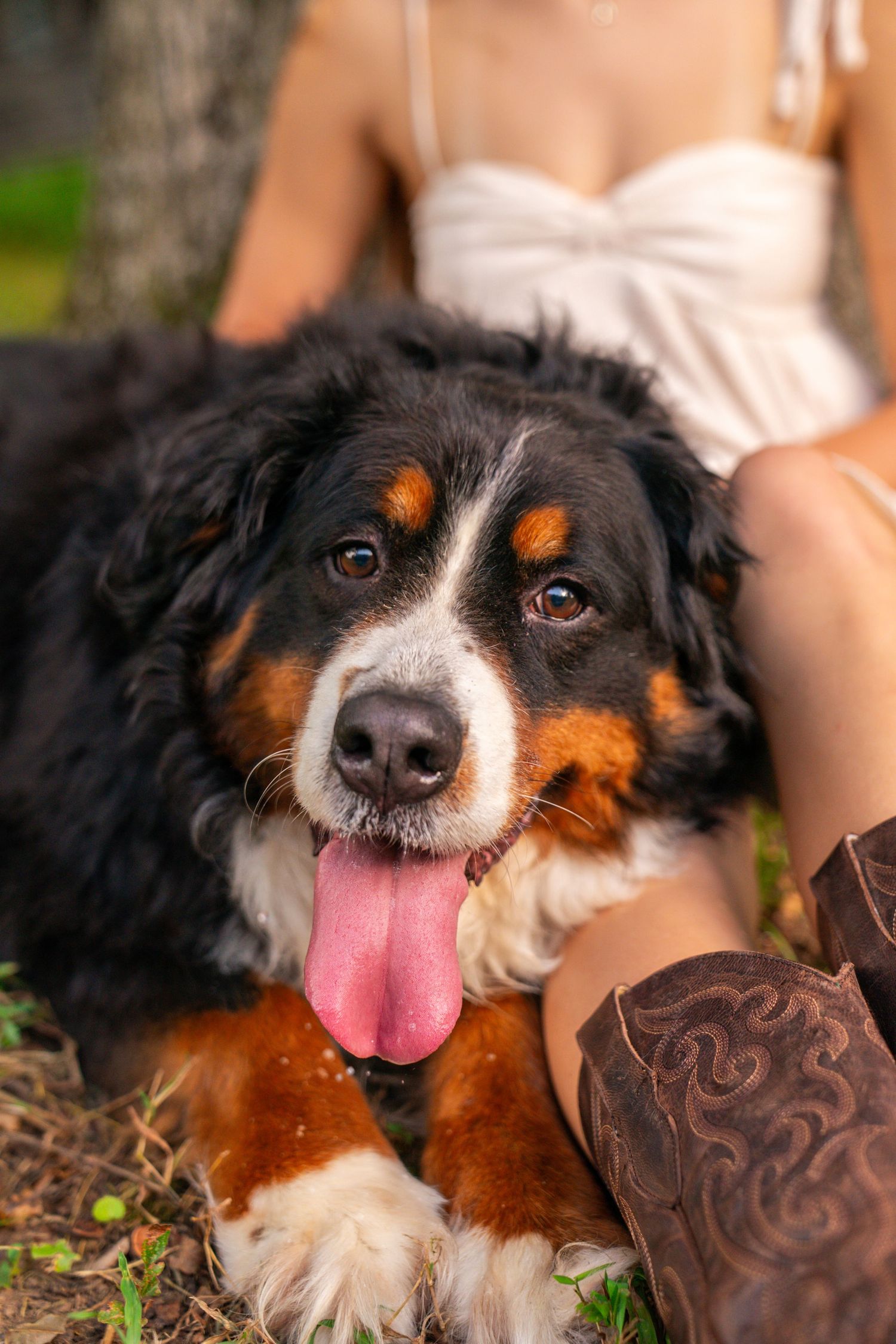 A fluffy Bernese Mountain Dog with tongue out sits with a woman in a white dress and brown cowboy boots outdoors.