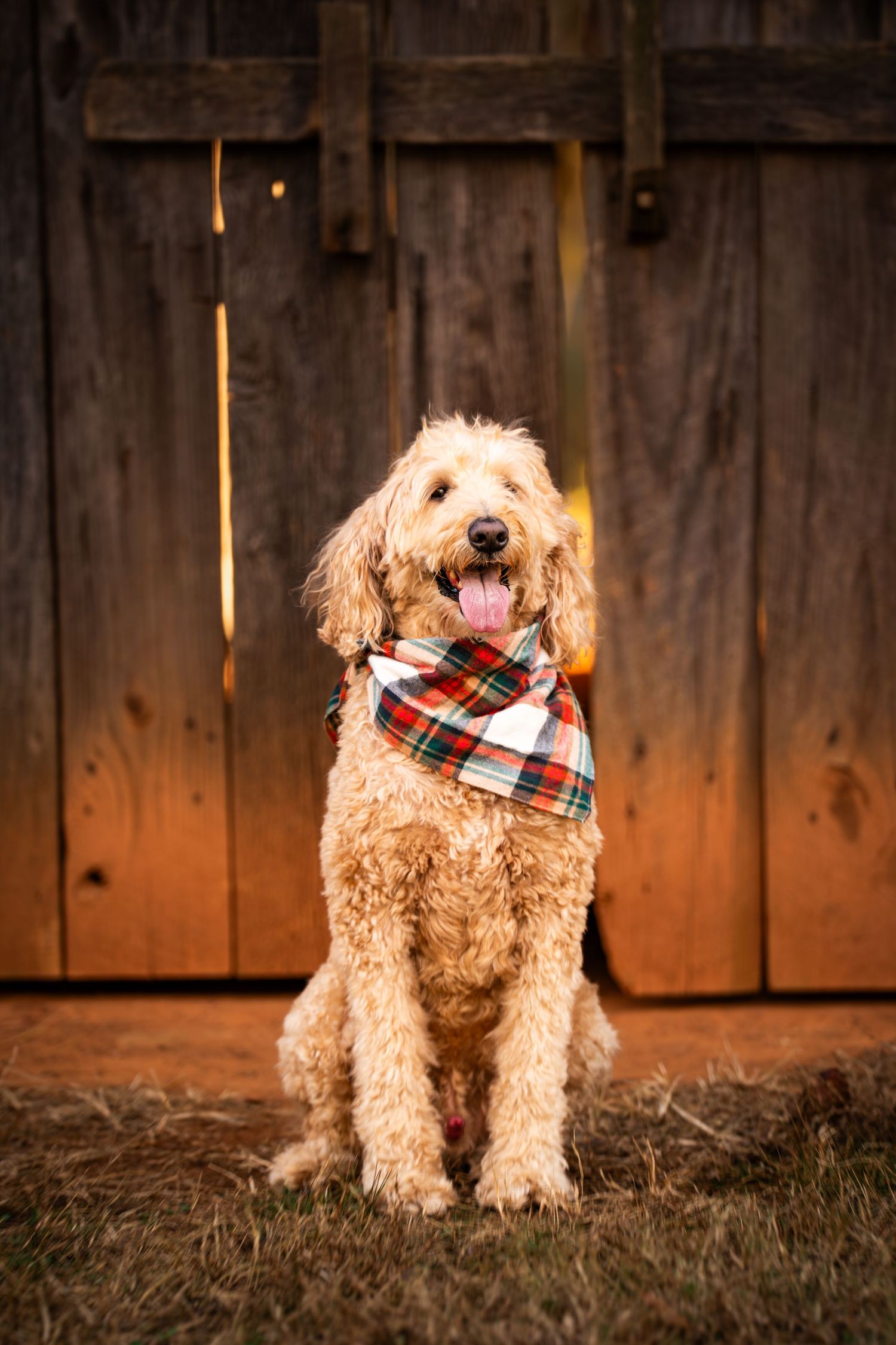 A goldendoodle dog wearing a plaid bandana poses in front of a rustic wooden fence at sunset.