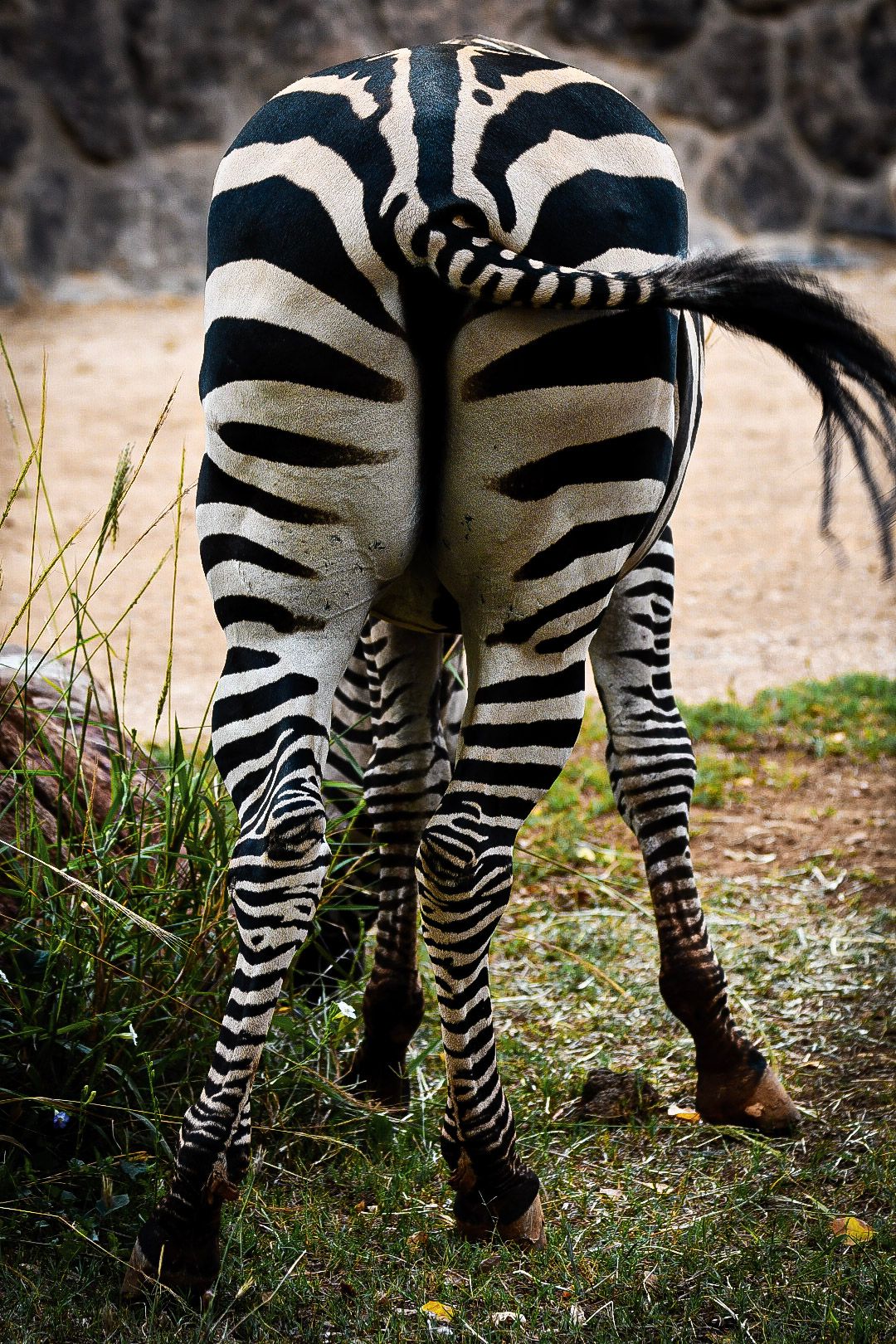 Business end of a zebra at The Living Desert.
