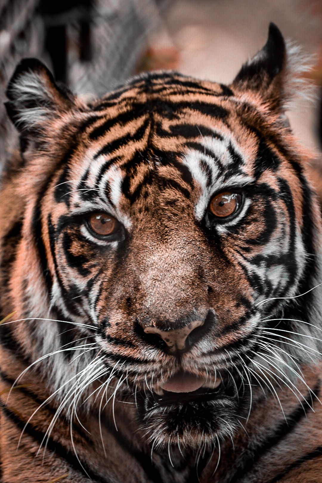 Curious tiger at Honolulu Zoo.