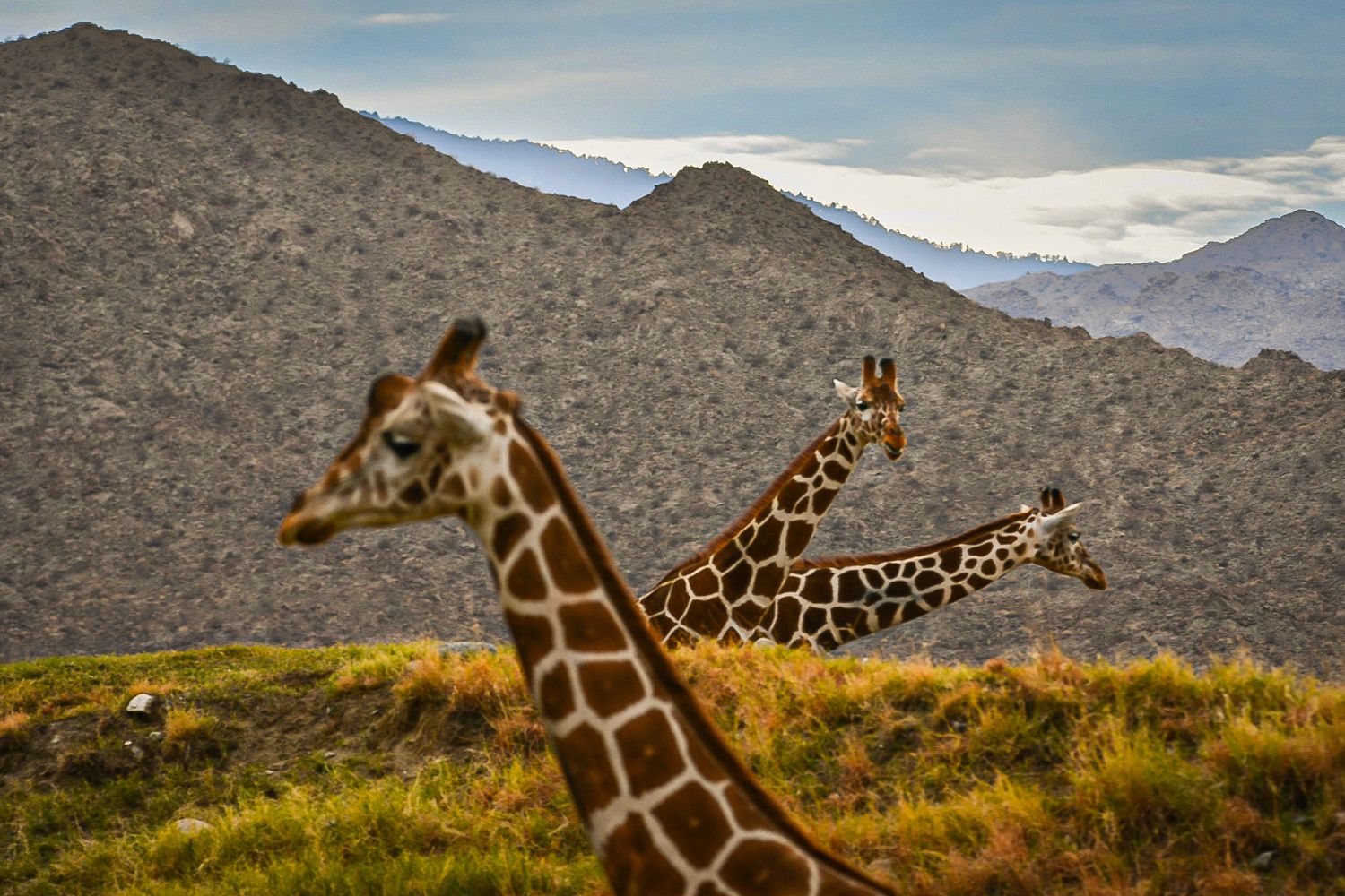 Three giraffes at The Living Desert.