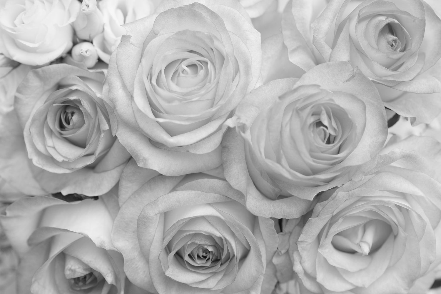 Künstlerisches Schwarzweißfoto von blühenden Rosen in weichem Fokus.
