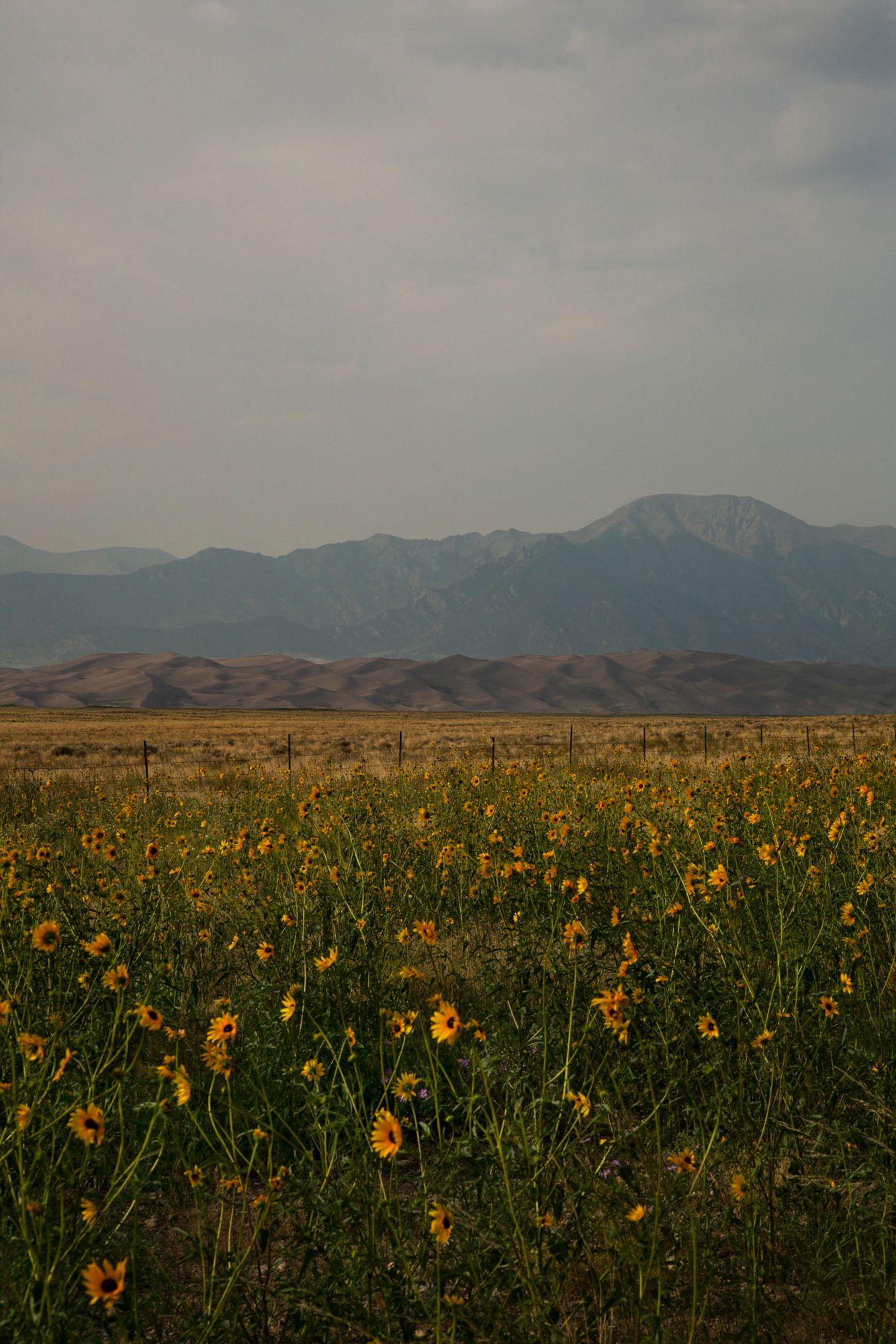 Panoramic view of yellow wildflowers blooming in a meadow with snow-capped mountains against a cloudy sky in the background.