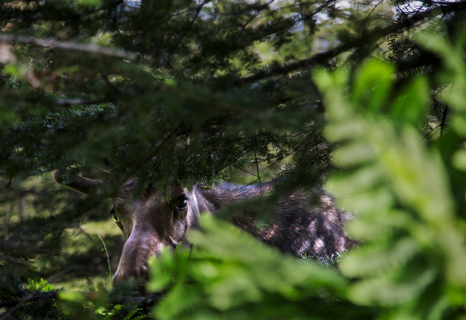 Lush green forest canopy with filtered sunlight creating dappled shadows.