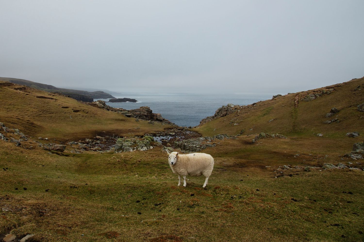 Lone white sheep stands on grassy hillside overlooking coastal waters in remote landscape.