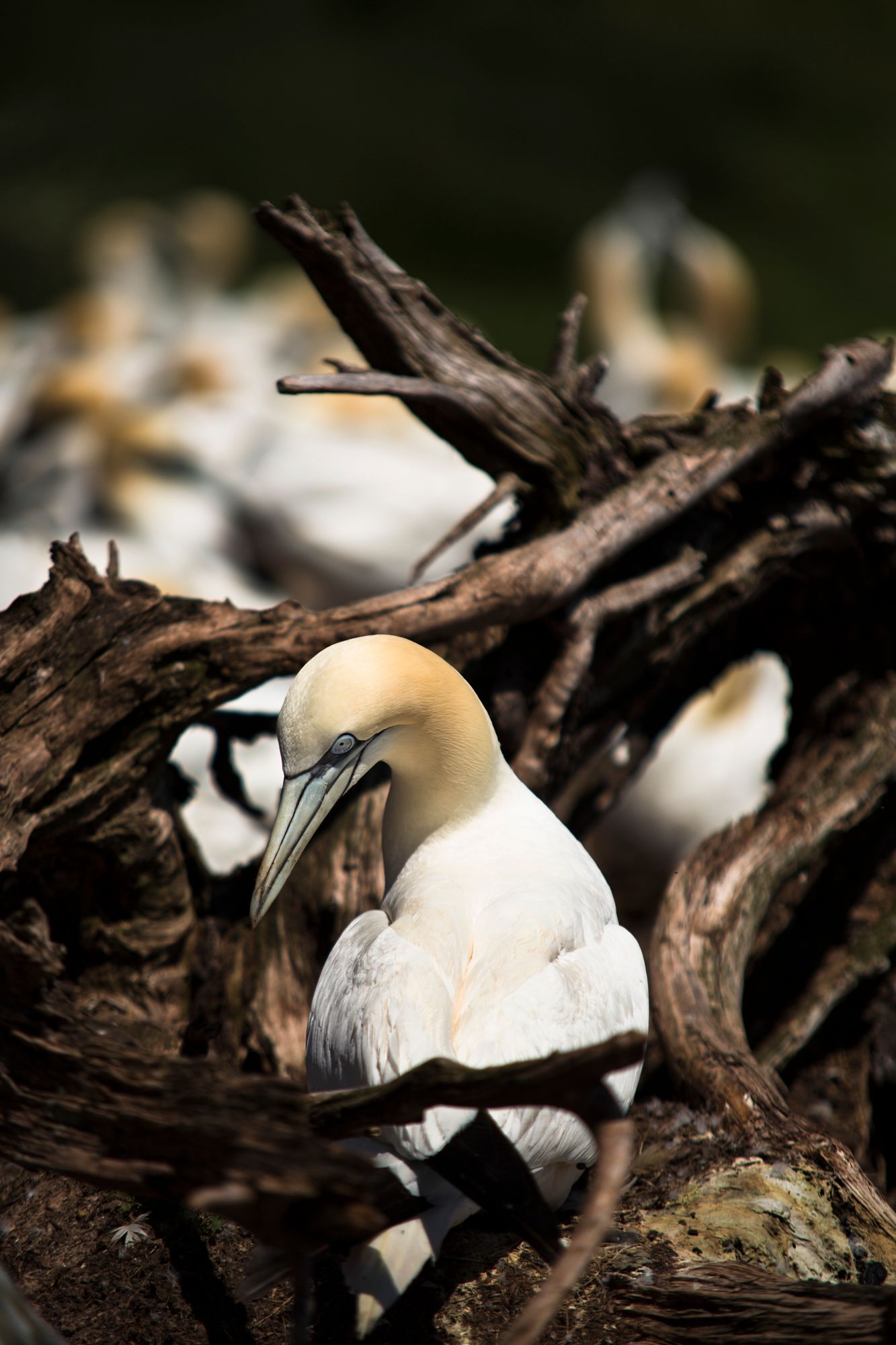 Close-up sequence of gannet birds nesting among dark driftwood branches.