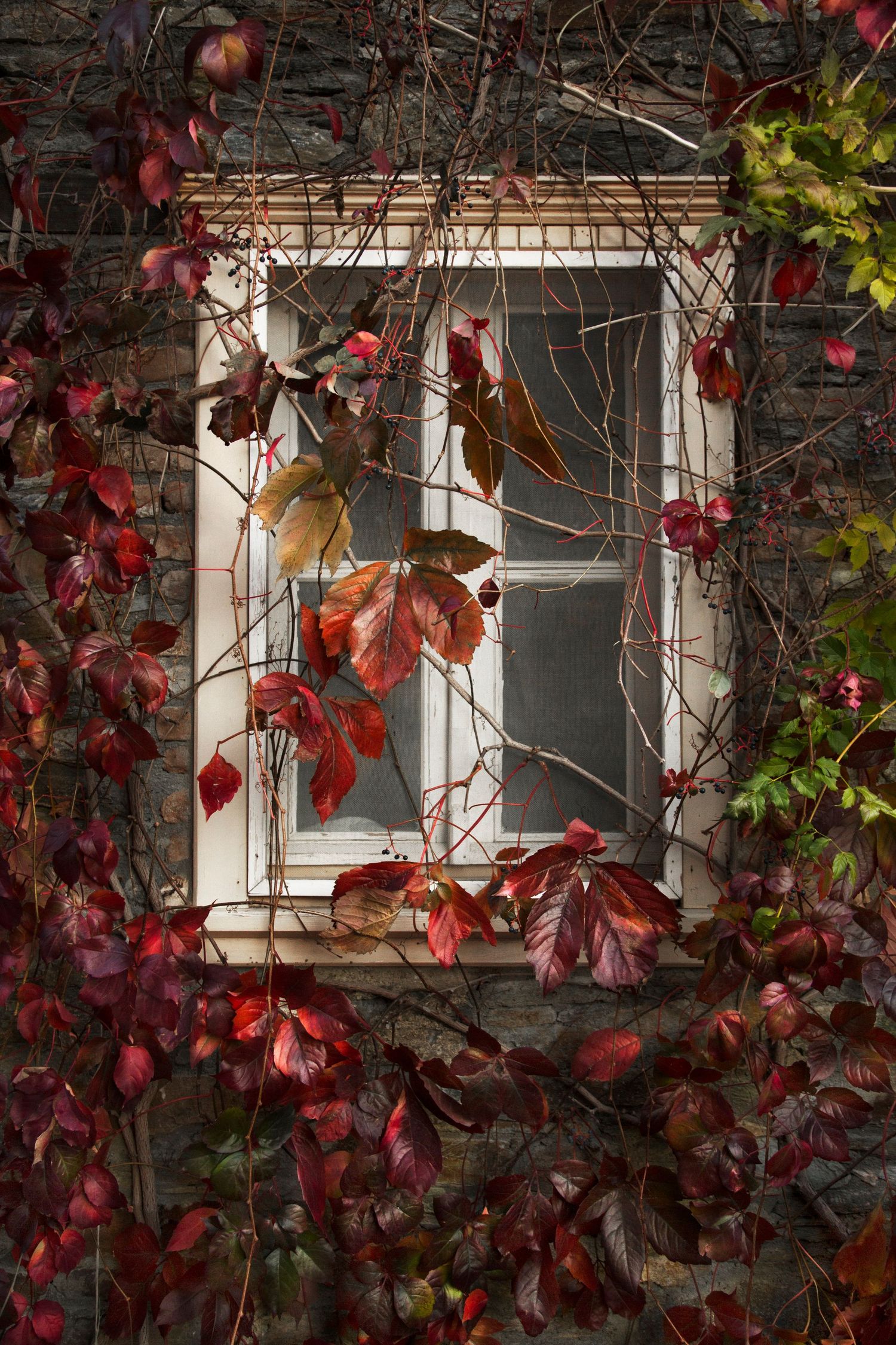 Red autumn leaves frame white windows on building facade.