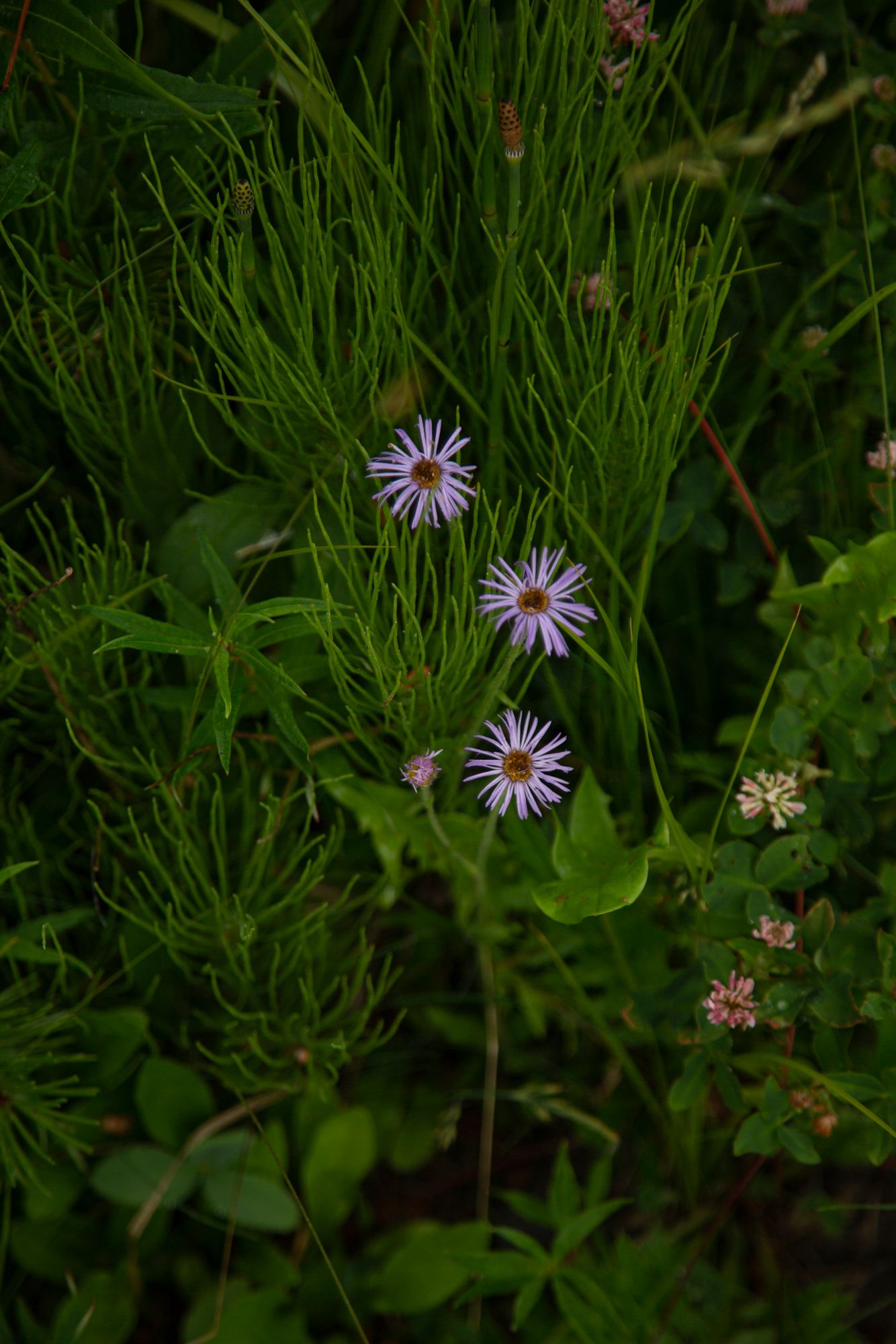 Three delicate purple wildflowers bloom among tall green grass and foliage in a natural garden setting.