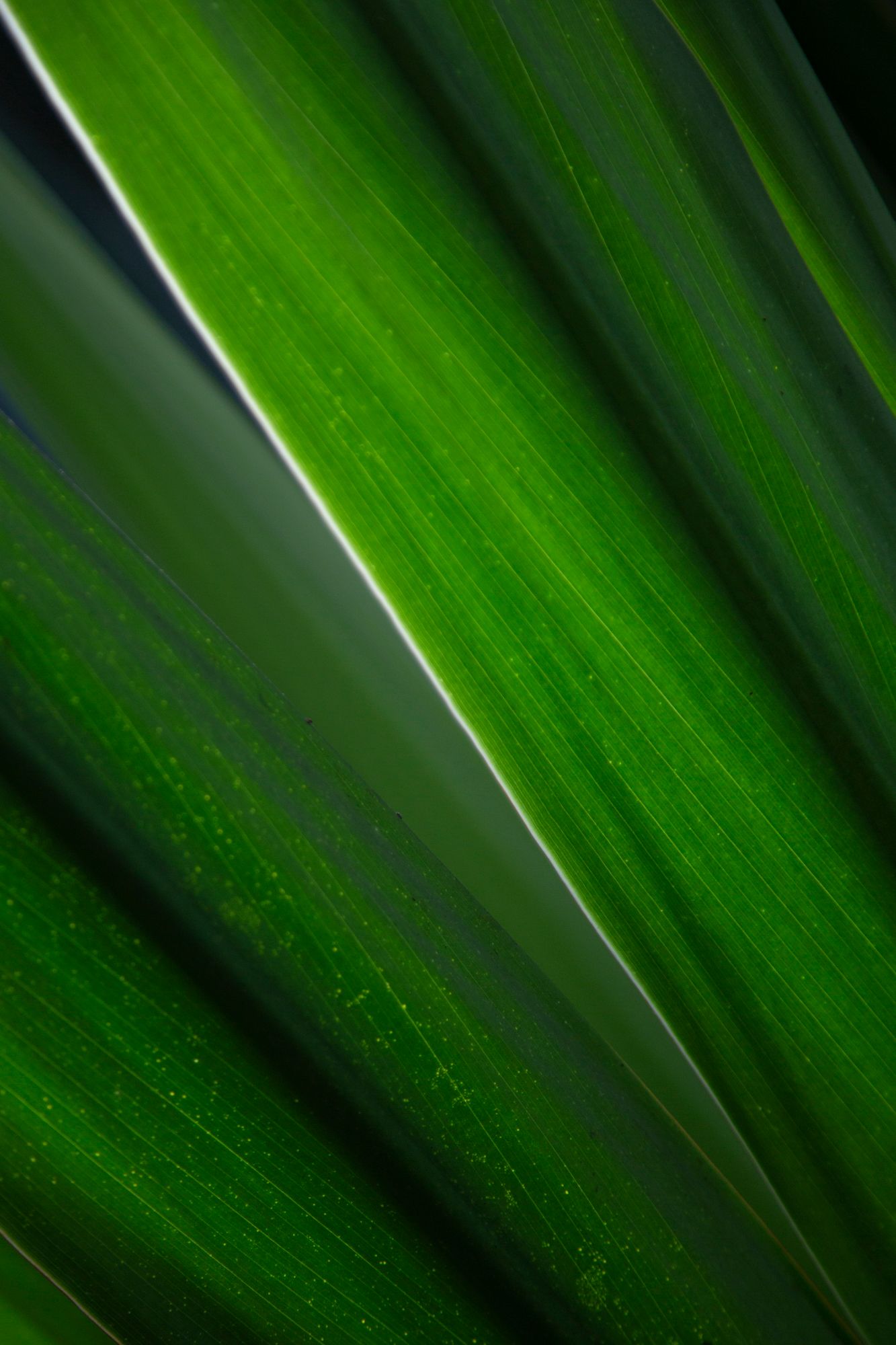Close-up macro photograph of vibrant green palm fronds showing natural parallel lines and textures in bright light.