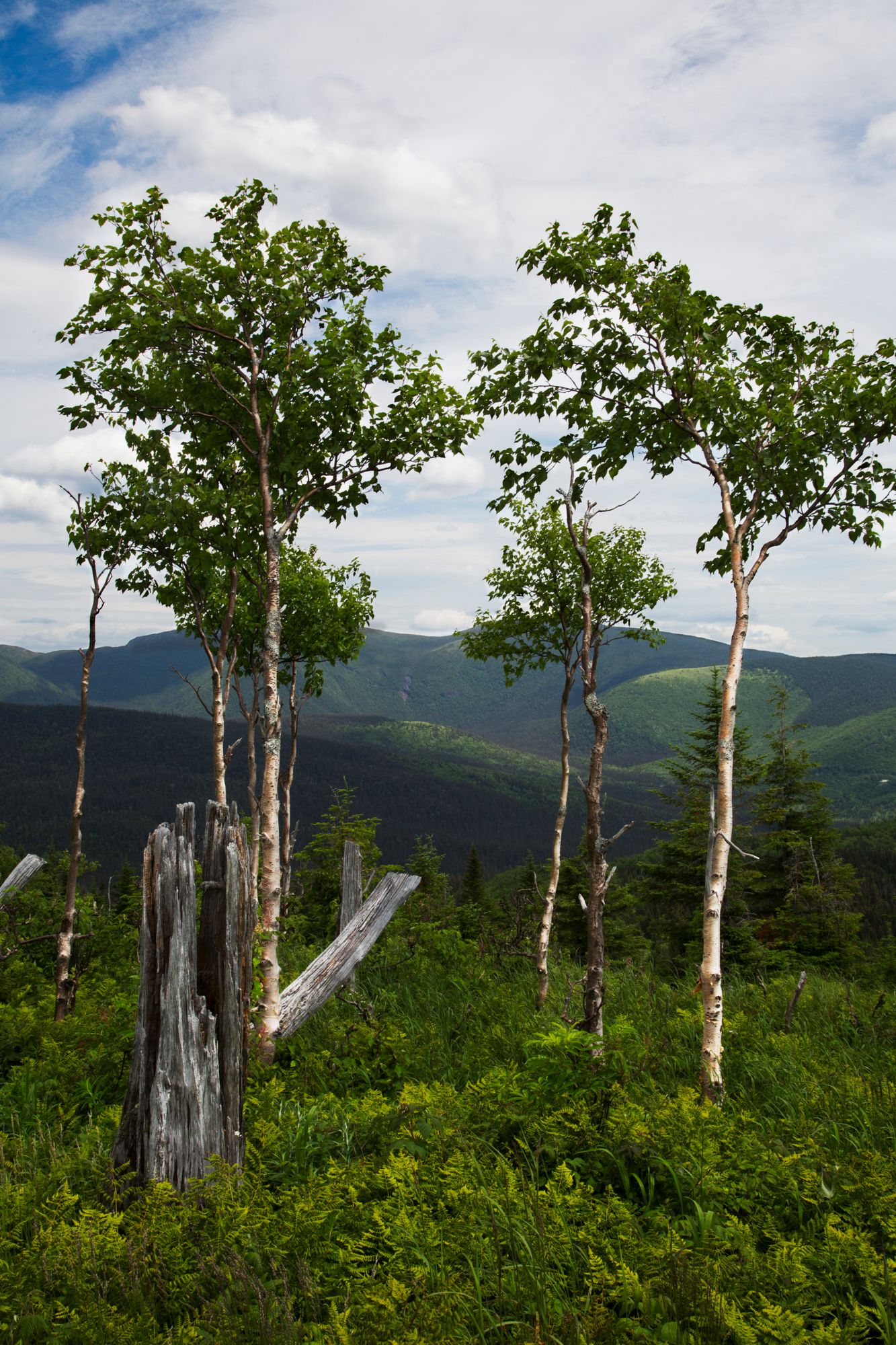 Row of bare birch trees standing against green mountain landscape under summer clouds.