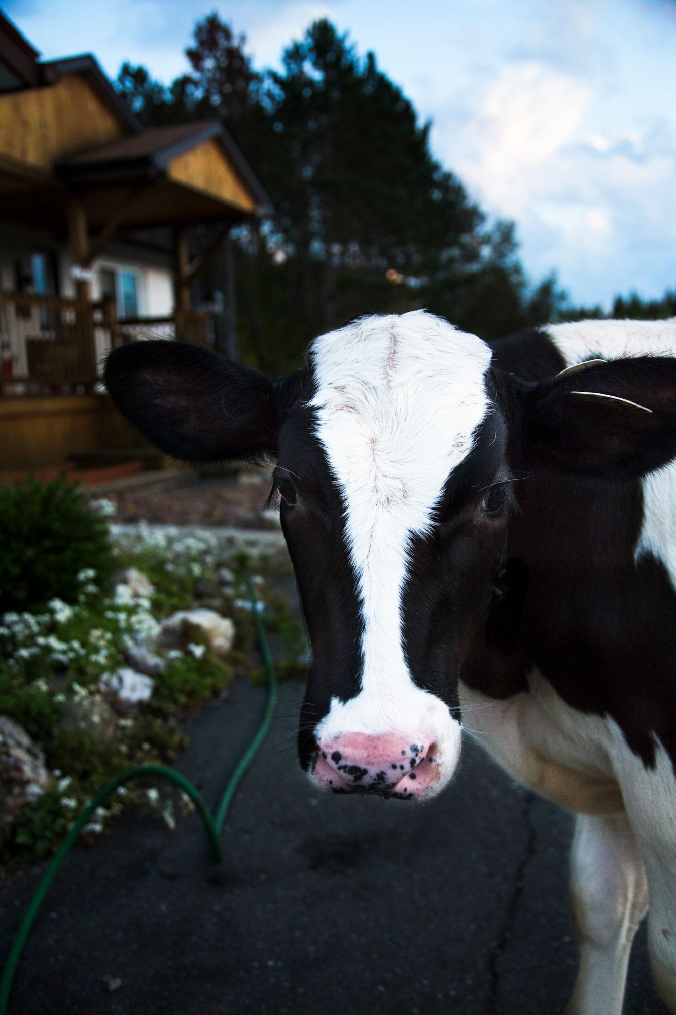 Close-up portrait of a black and white dairy cow with large eyes standing in front of a rural house.