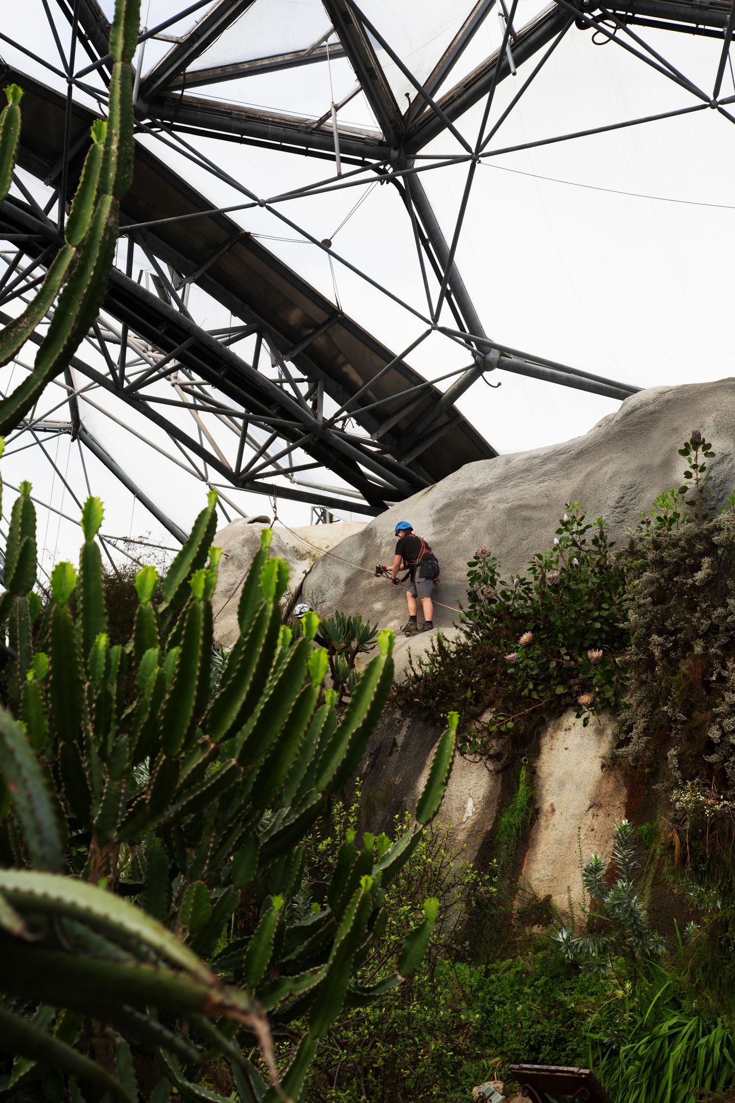 Interior greenhouse view with cacti and succulent plants under geometric glass ceiling.