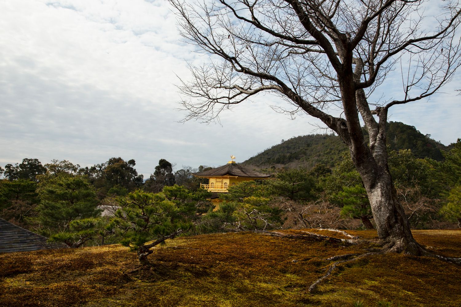 Panoramic view of a misty mountainous landscape with scattered trees and buildings in the distance.