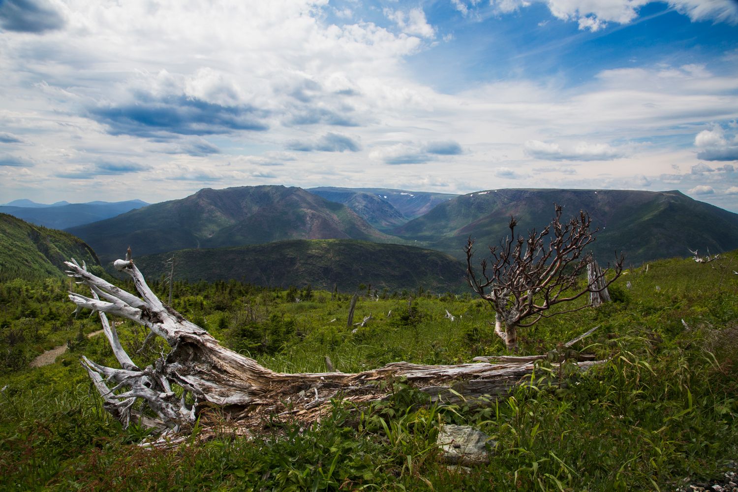 Mountain landscape with fallen logs scattered across a grassy meadow under blue skies.