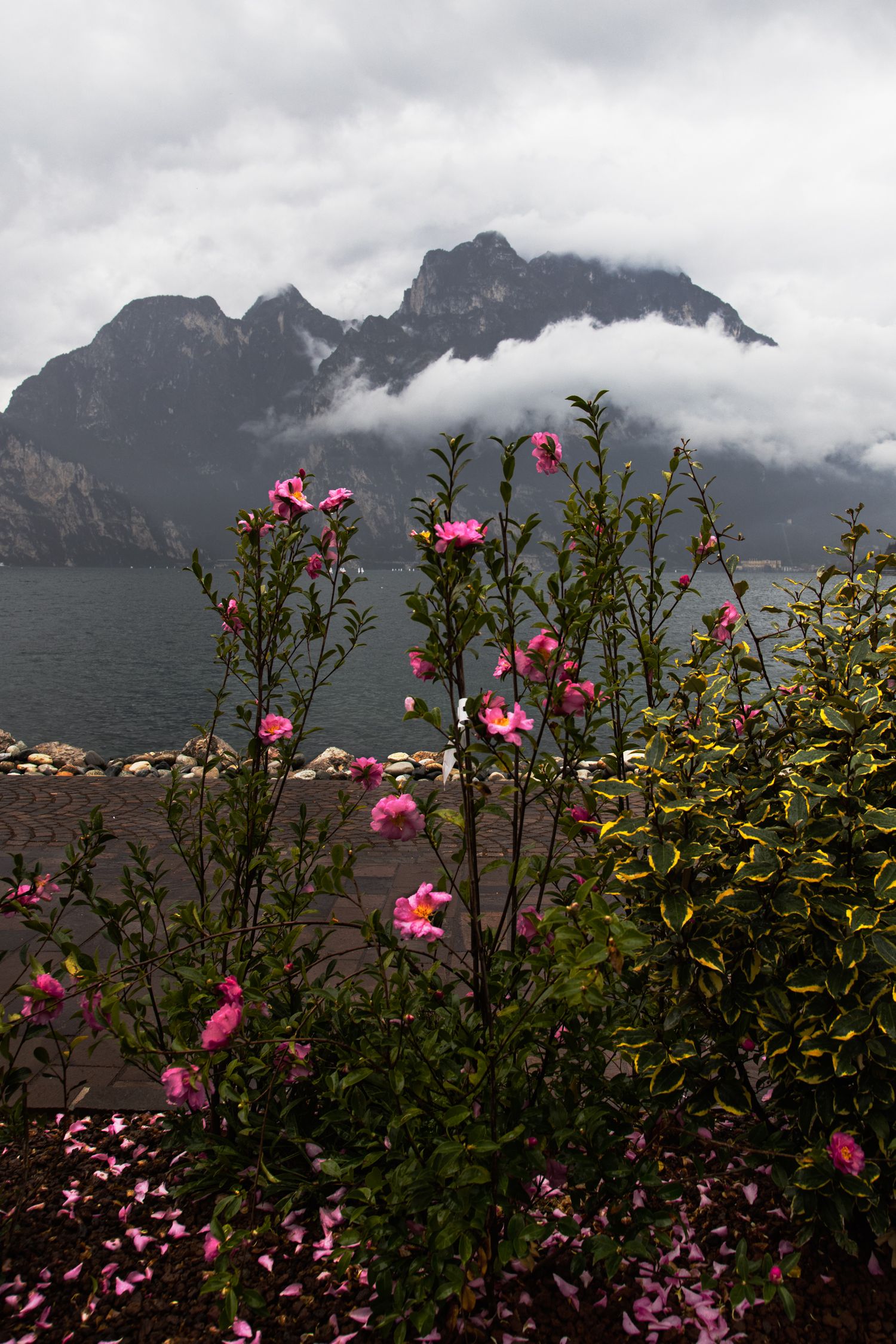 Pink wildflowers bloom in foreground with misty mountain peaks and cloudy sky reflected over a calm lake.