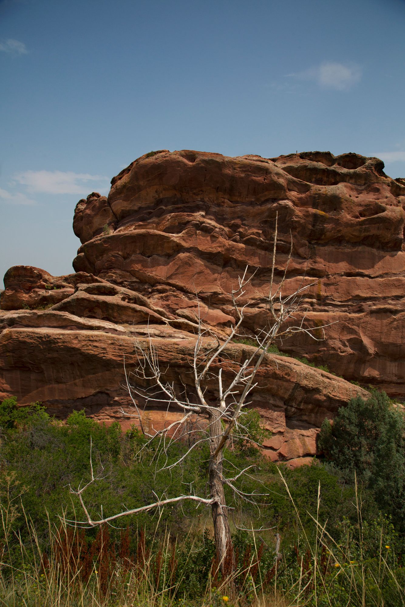 A dead tree stands in front of towering red sandstone formations against a blue sky in a desert landscape.