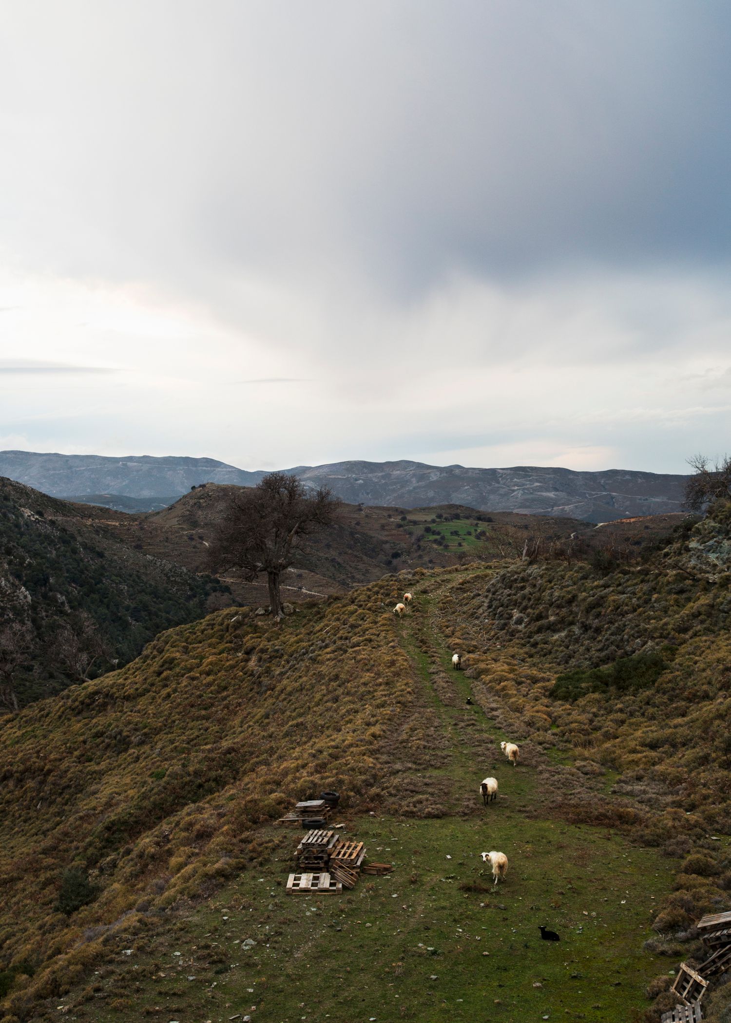 Sheep grazing on green hillside with mountains and cloudy sky in background.