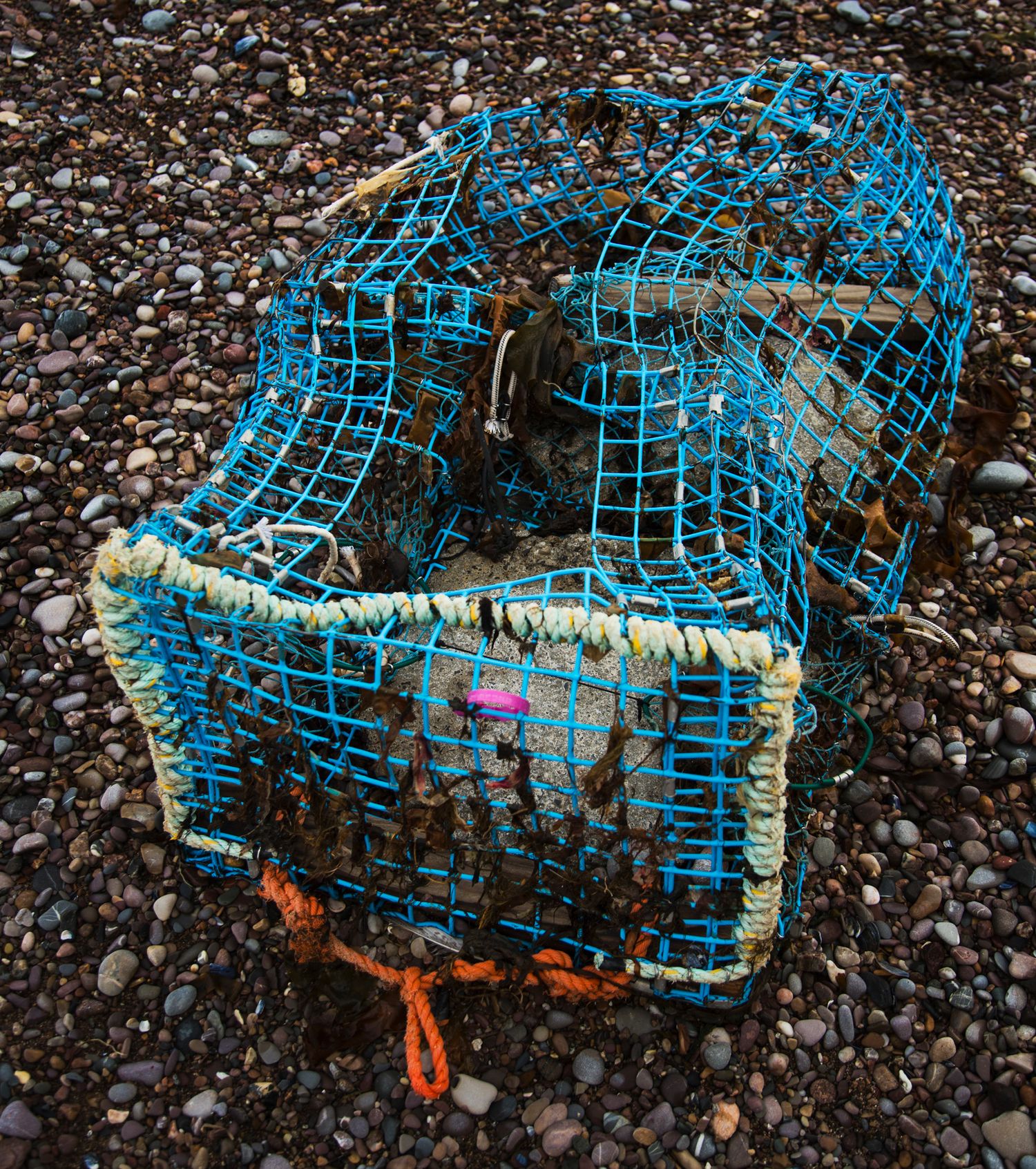 Blue lobster trap covered in barnacles lying on rocky ground.