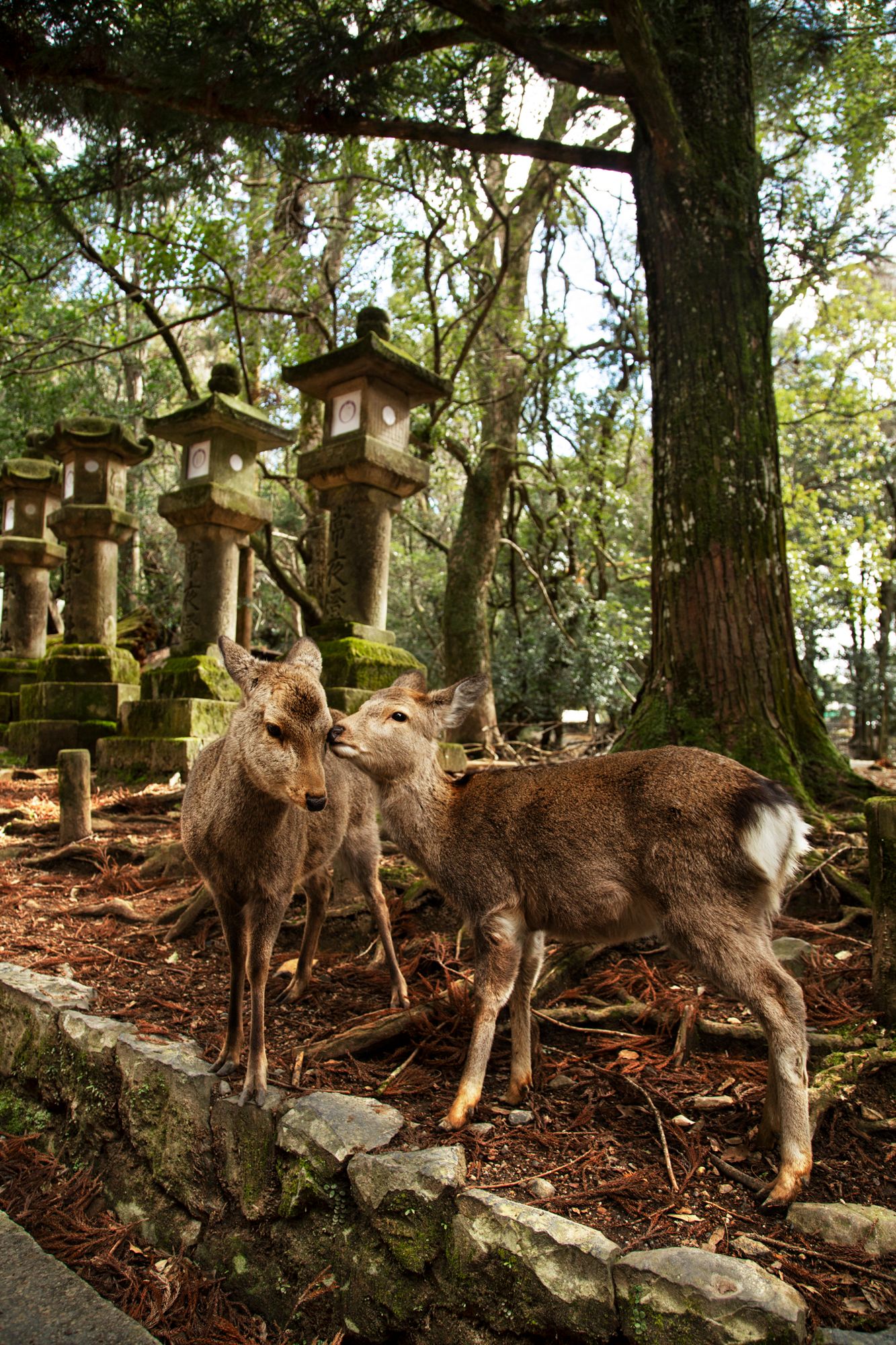 Wild deer gather near wooden lantern posts in a wooded shrine area.